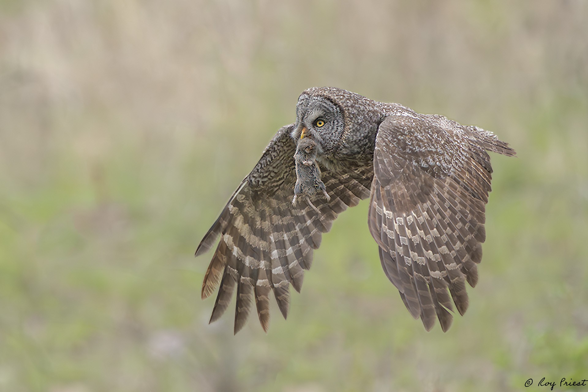 Great Gray Owl_RP29785.jpg