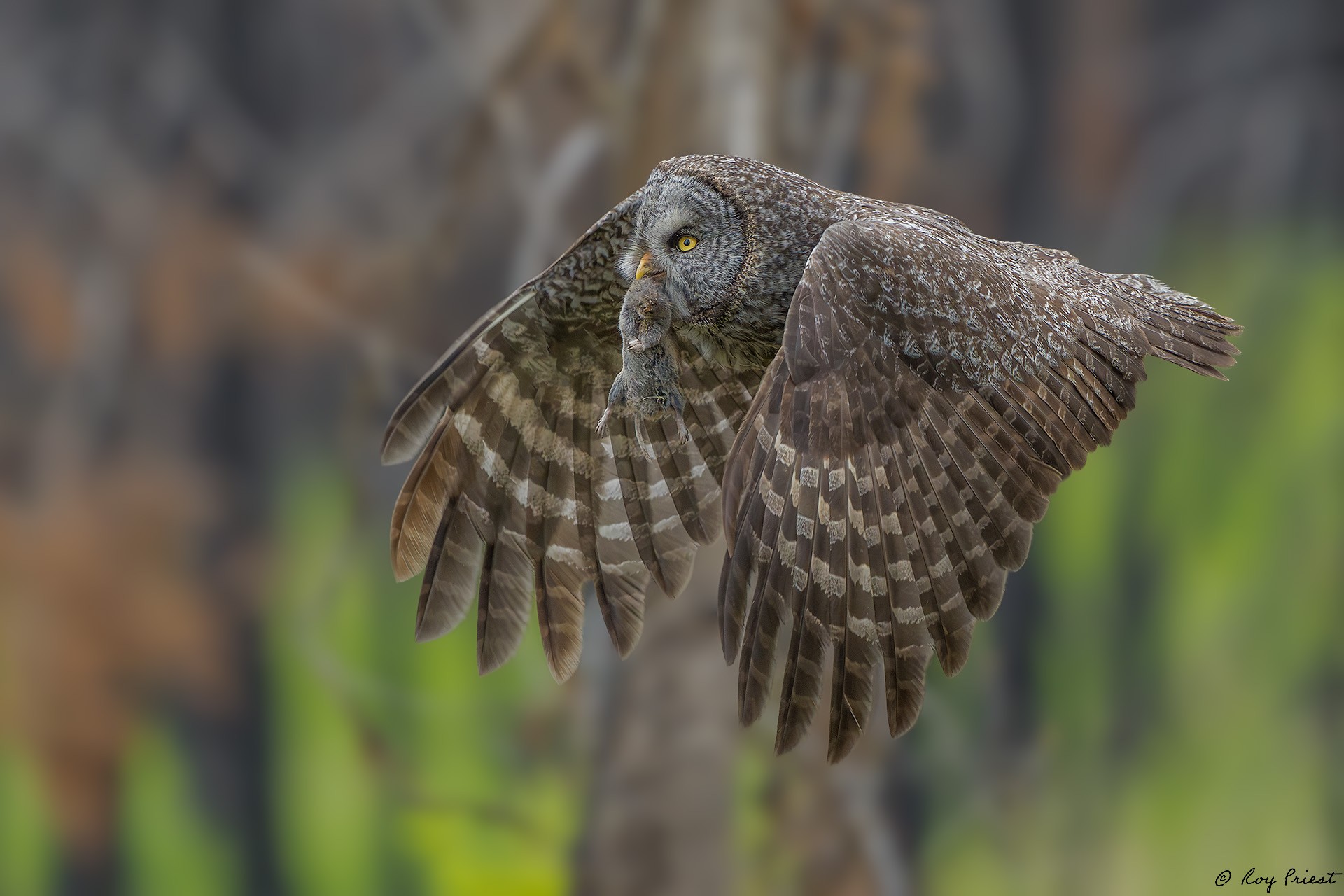 Great Gray Owl_RP29805.jpg