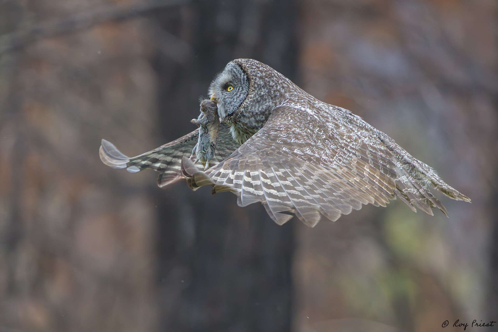 Great Gray Owl_RP29833.jpg