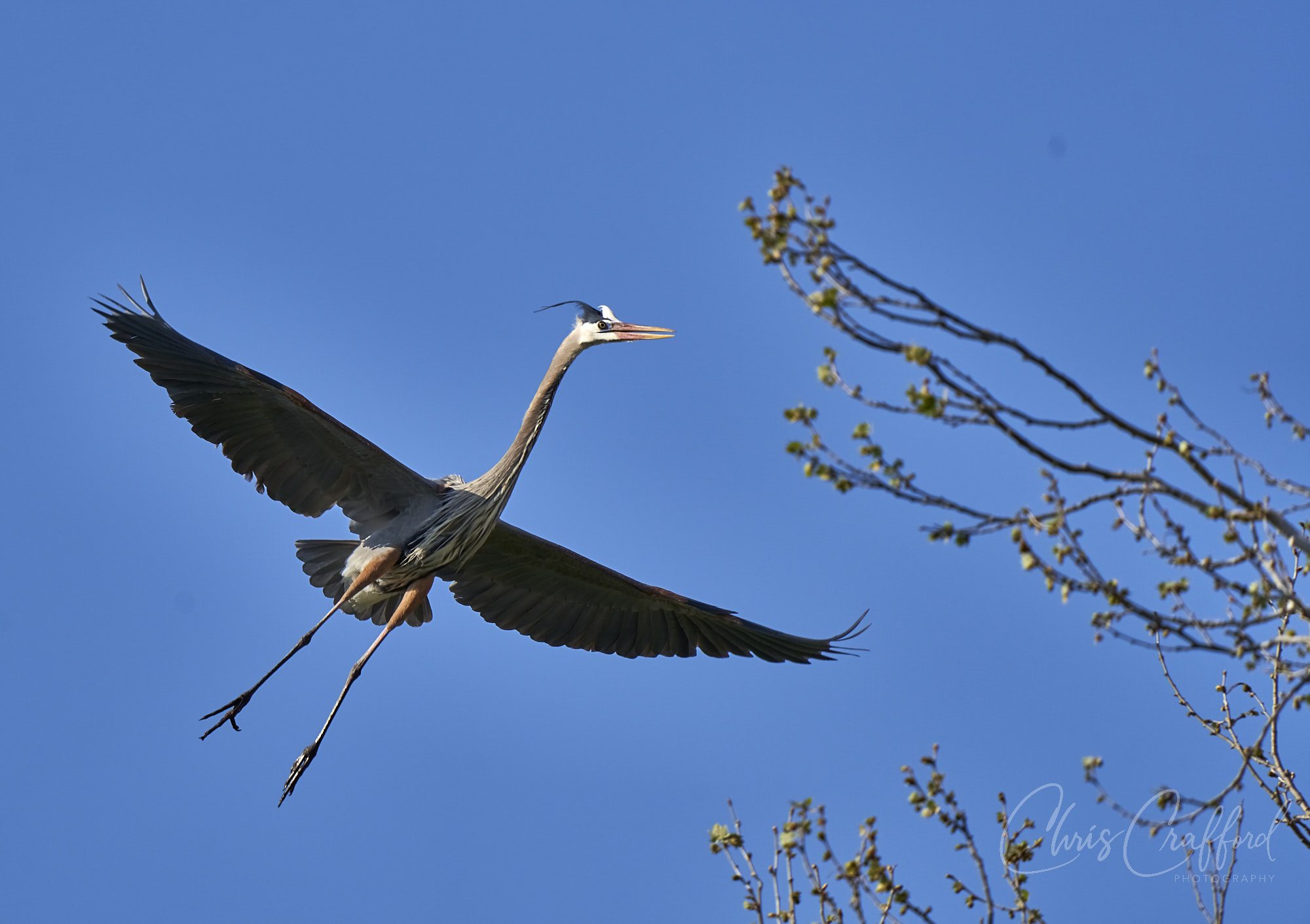 Great Heron coming in to land