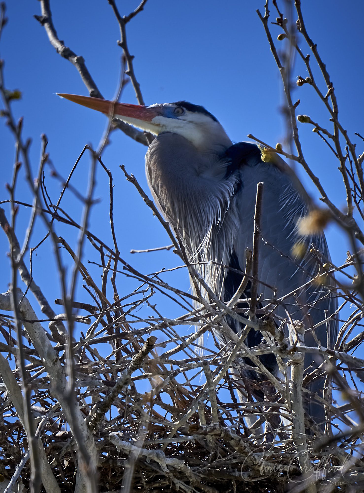 Great Heron near the nest