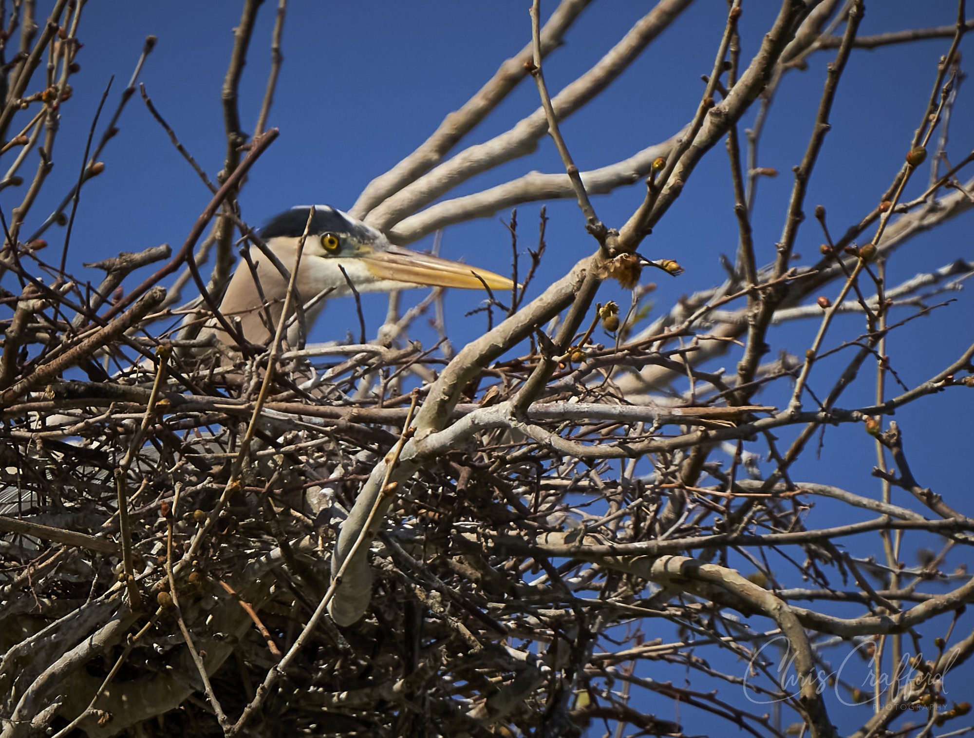 Great Heron on her nest