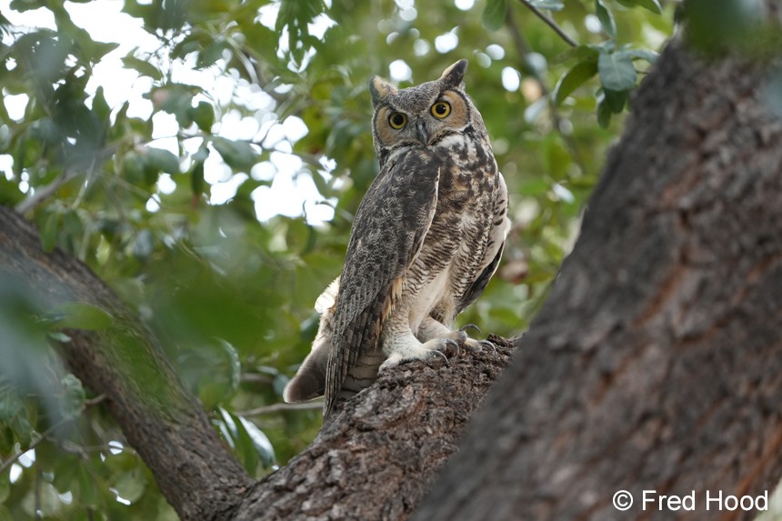 great horned owl S4440.JPG