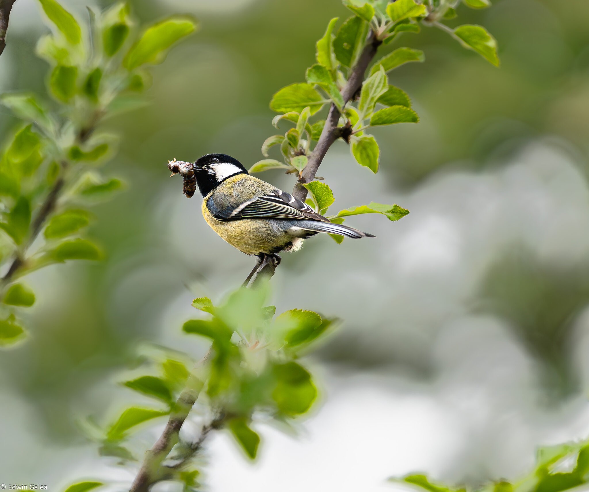 great tit-1.jpg