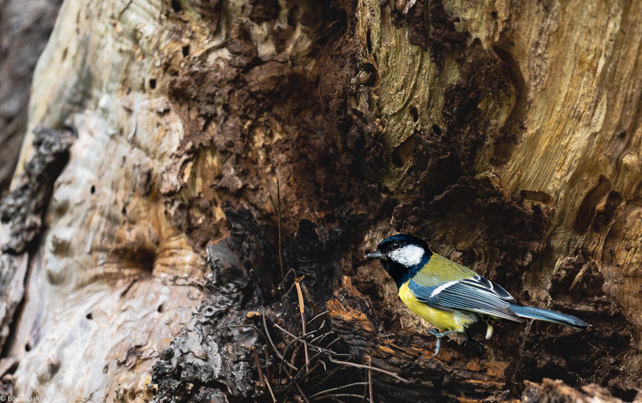 great tit-15.jpg