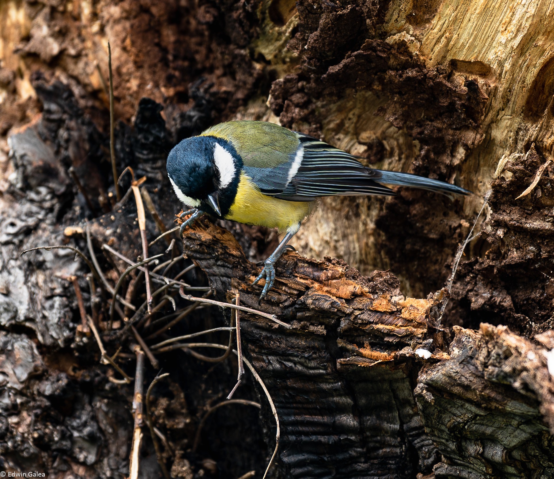 great tit-18.jpg