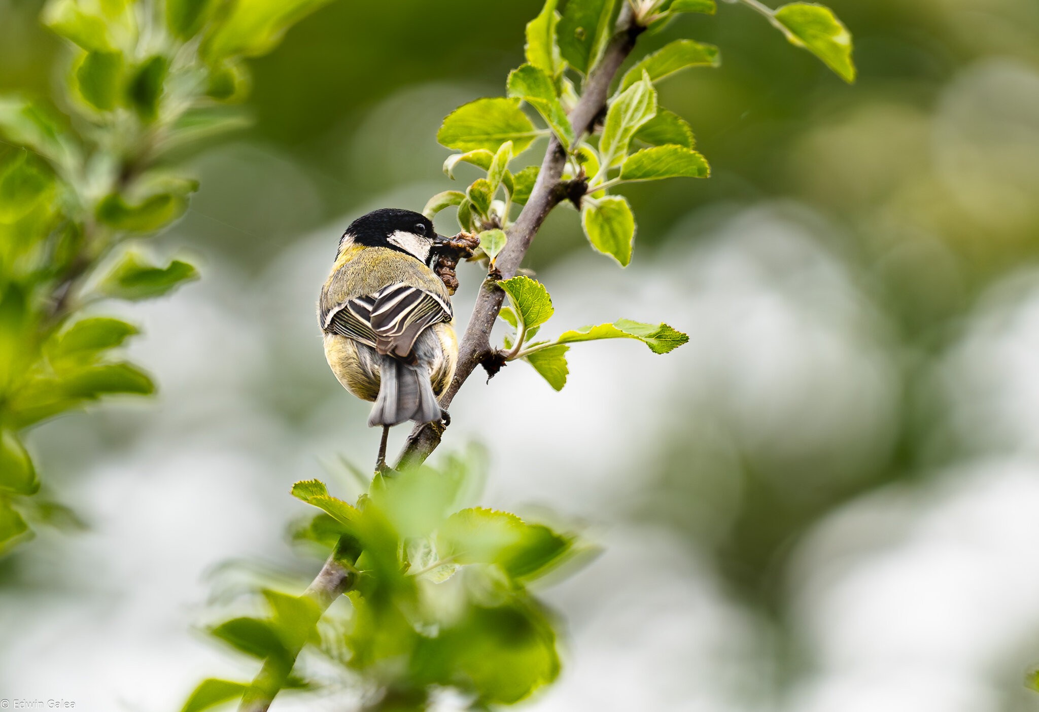 great tit-4.jpg