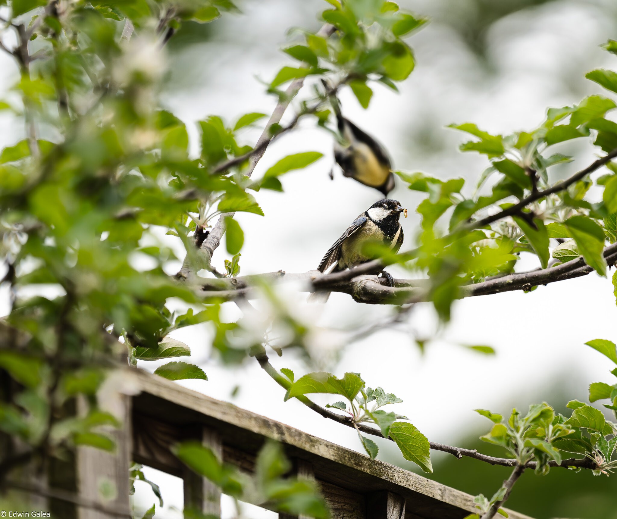 great tit-6.jpg