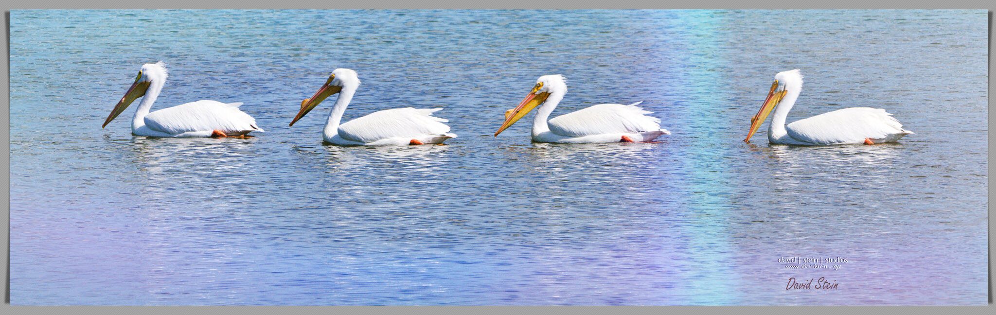 Great White Pelican