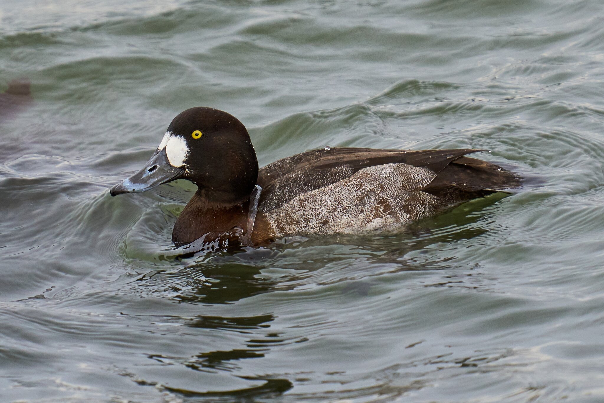 Greater Scaup - Barnegat - 01262025 - 02 - DN.jpg