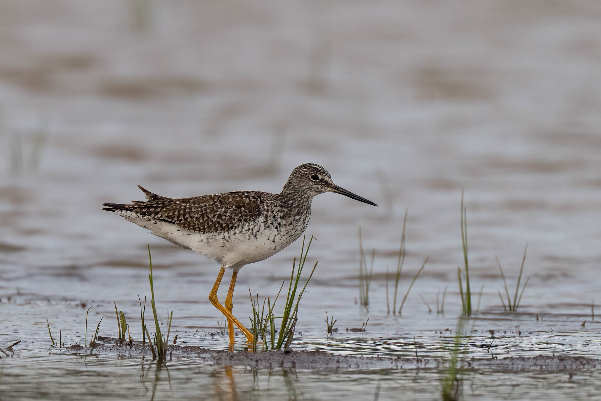 Greater Yellowlegs 1.jpg