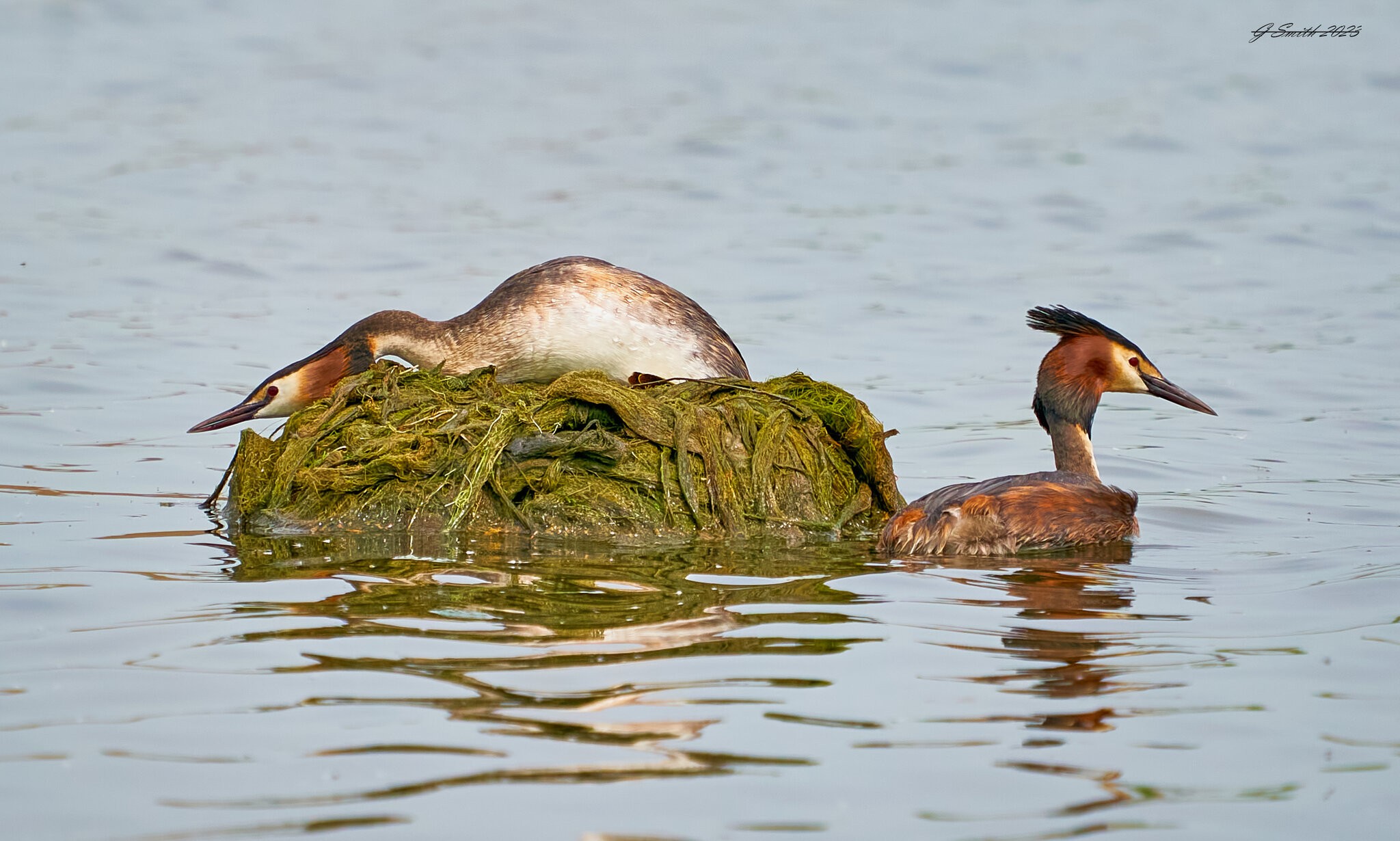 grebe 2023 11.jpg