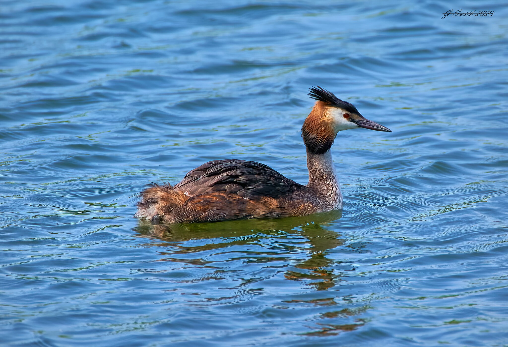 grebe 2023 12.jpg