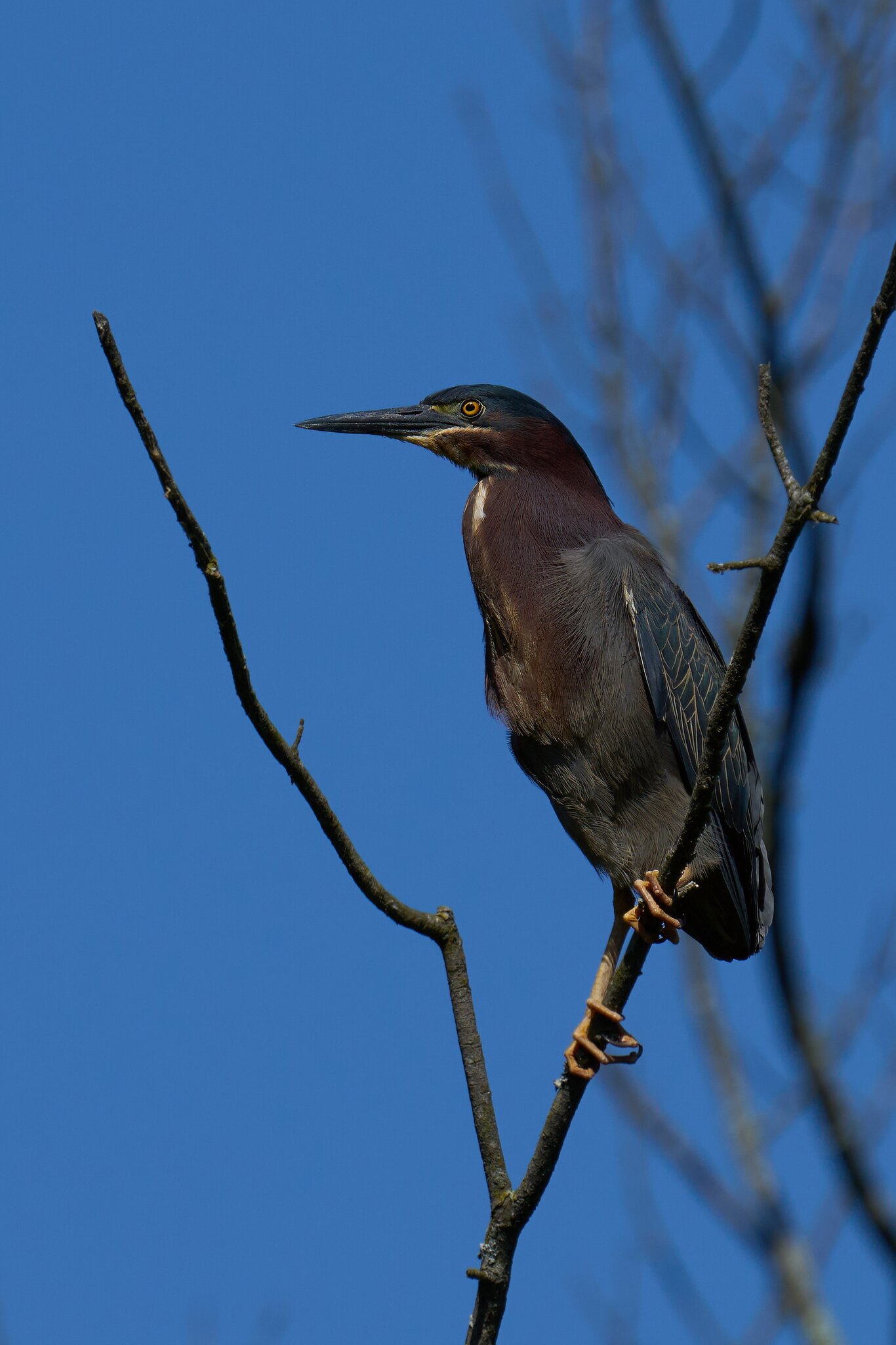 Green Heron - Bombay Hook NWR - 05282024 - 01- DN.jpg