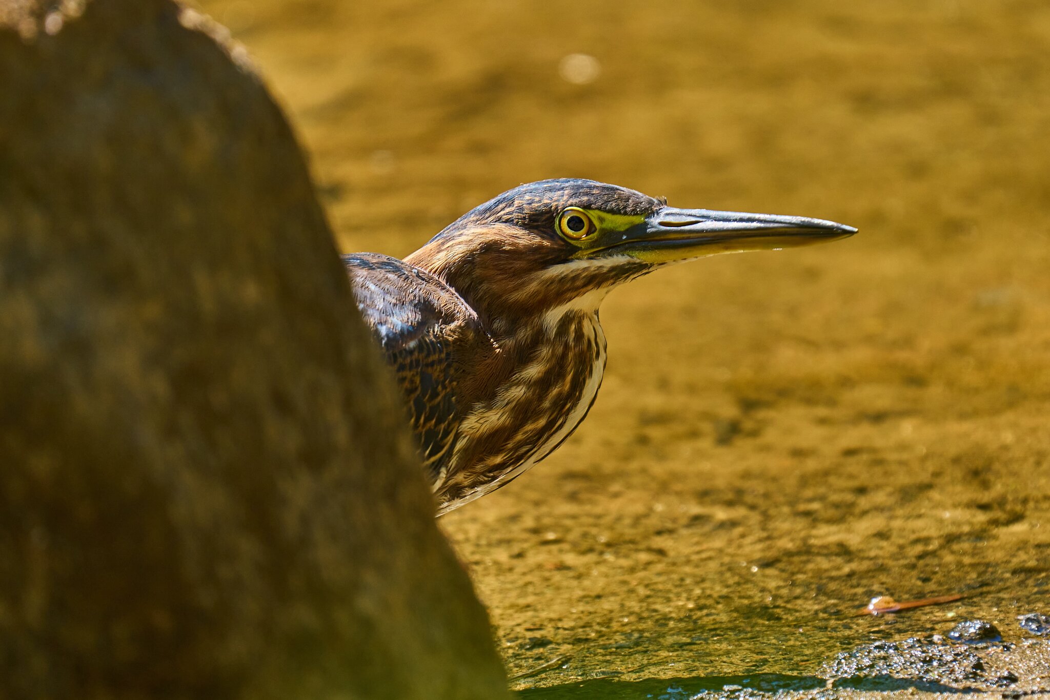 Green Heron - Brandywine - 09122023 - 02- DN.jpg