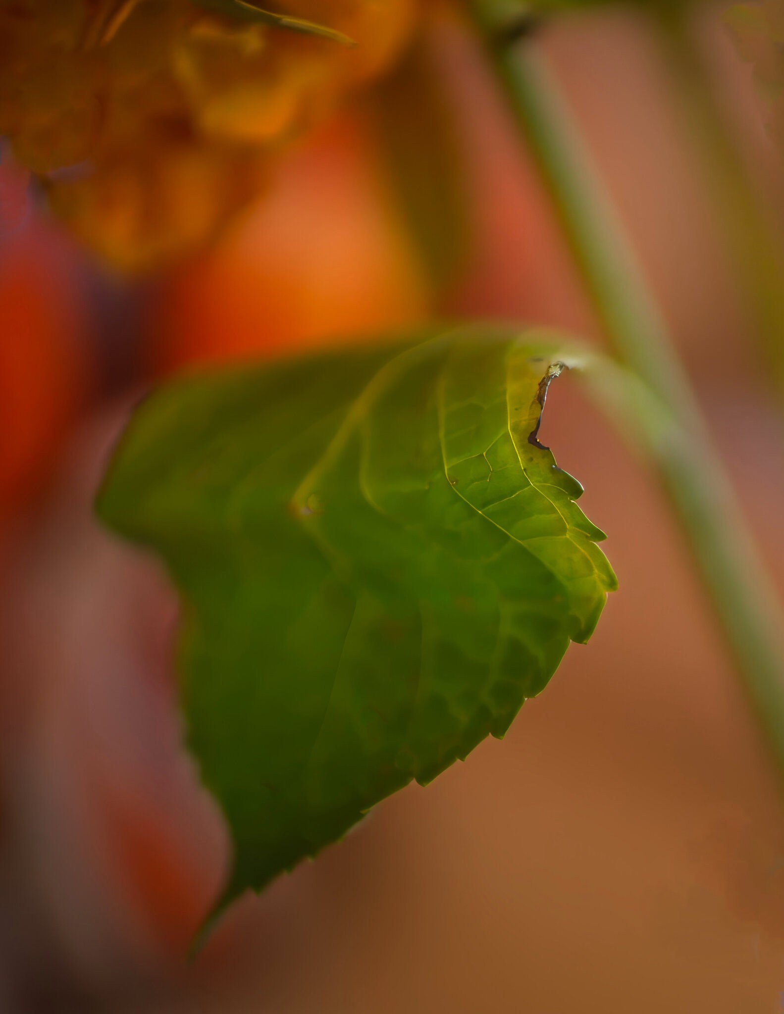 Green Leaf, Colorful Surroundings.jpeg