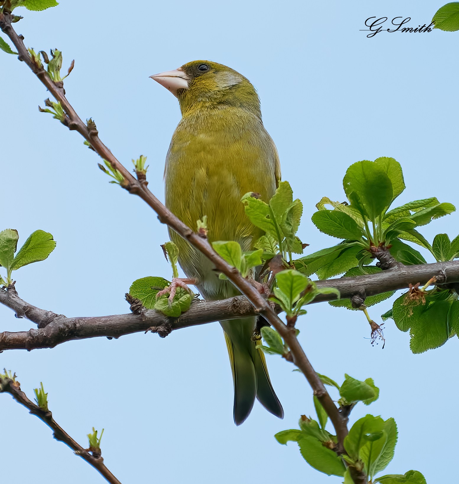 greenfinch  2022 2.jpg