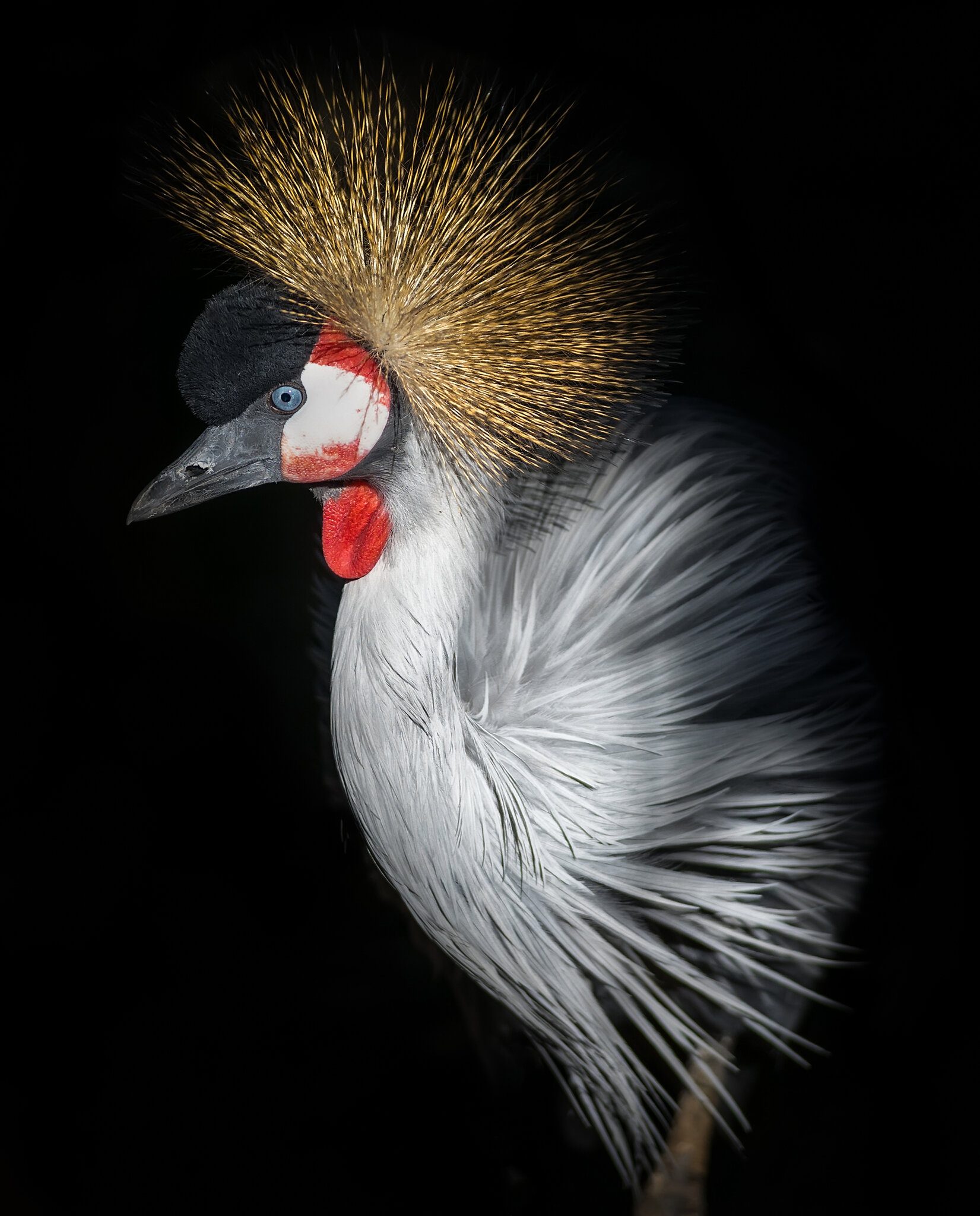 Grey Crowned Crane1.jpg