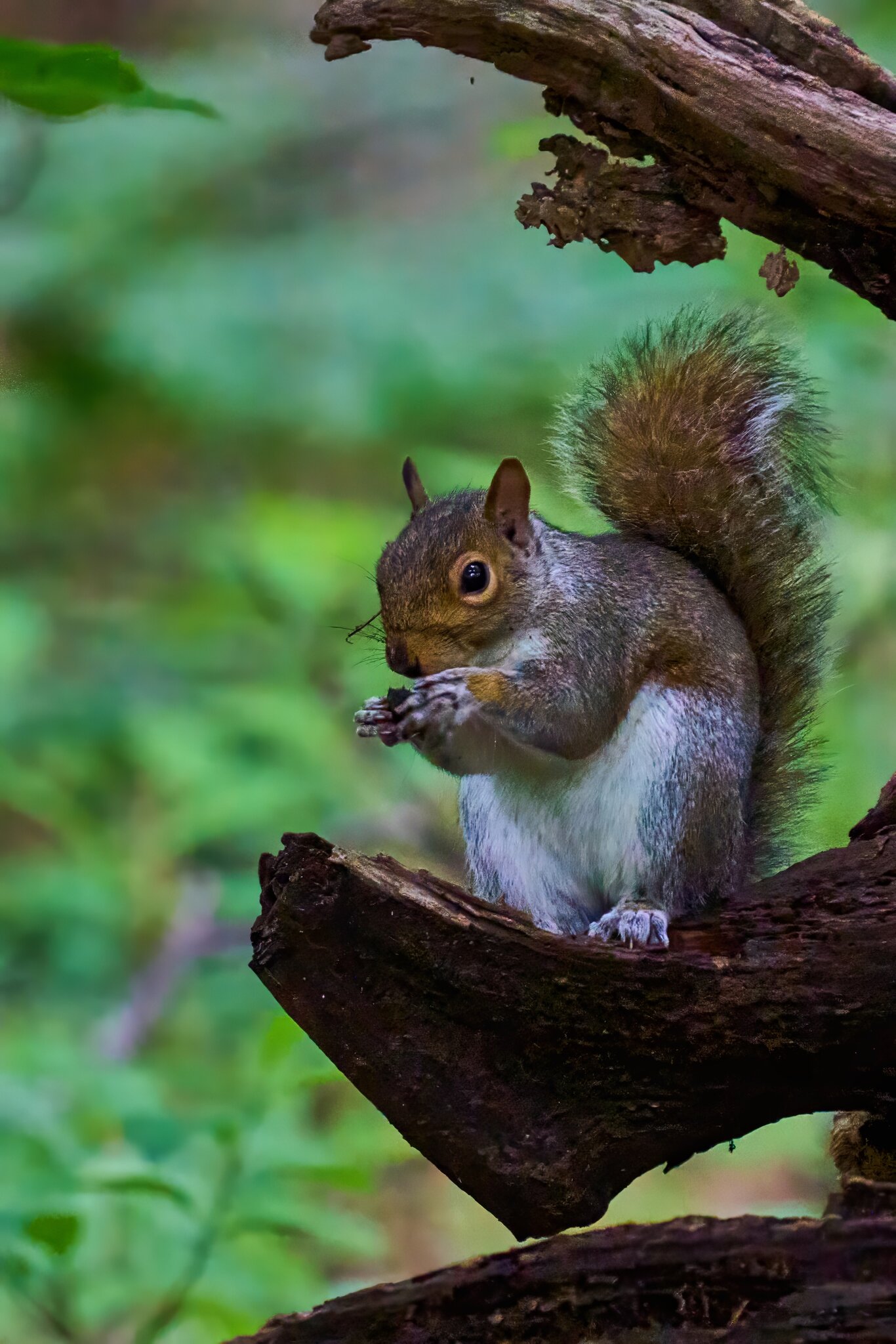 Grey Squirrel - BCSP TB - 05112024 - 01- DN.jpg