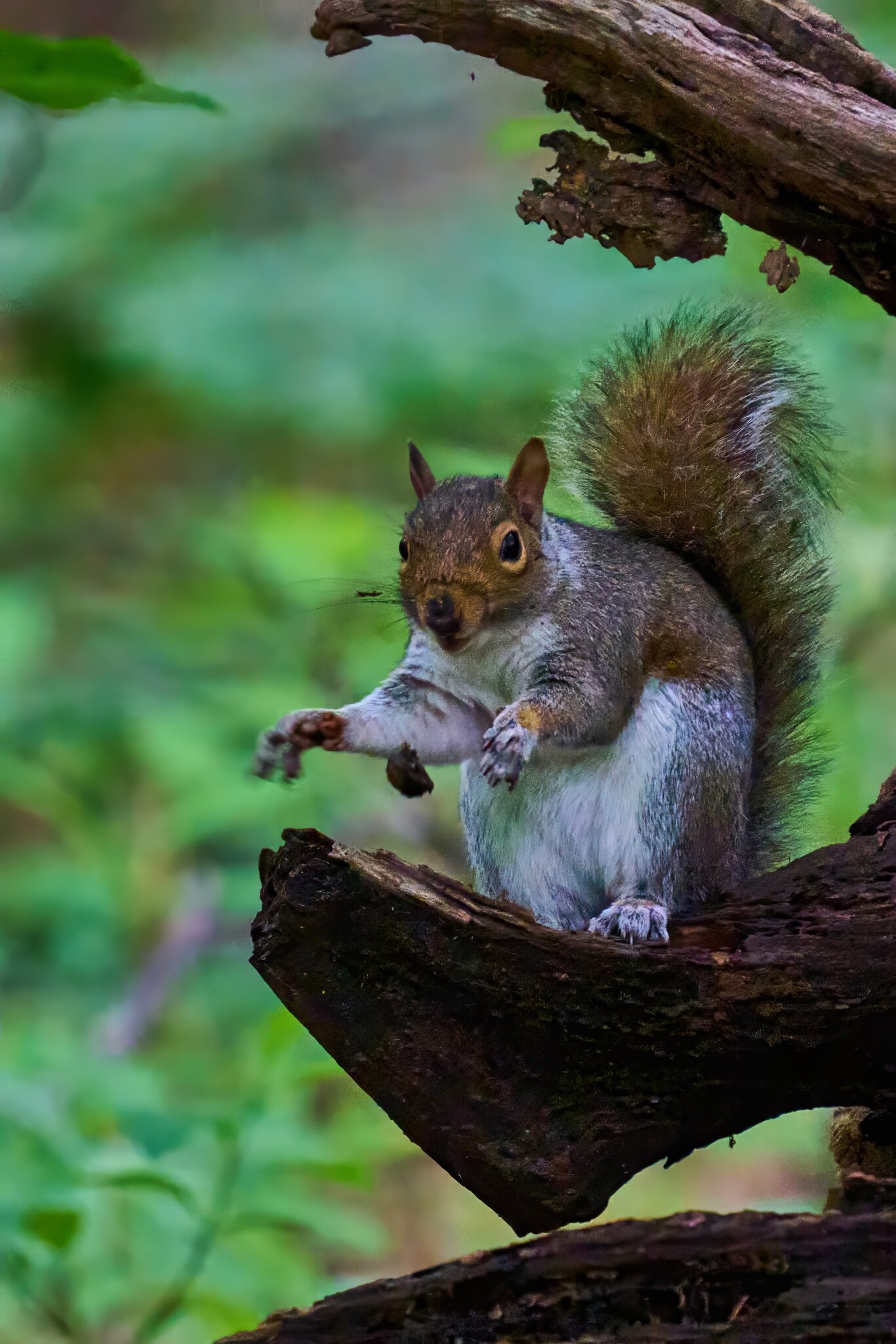 Grey Squirrel - BCSP TB - 05112024 - 02- DN.jpg