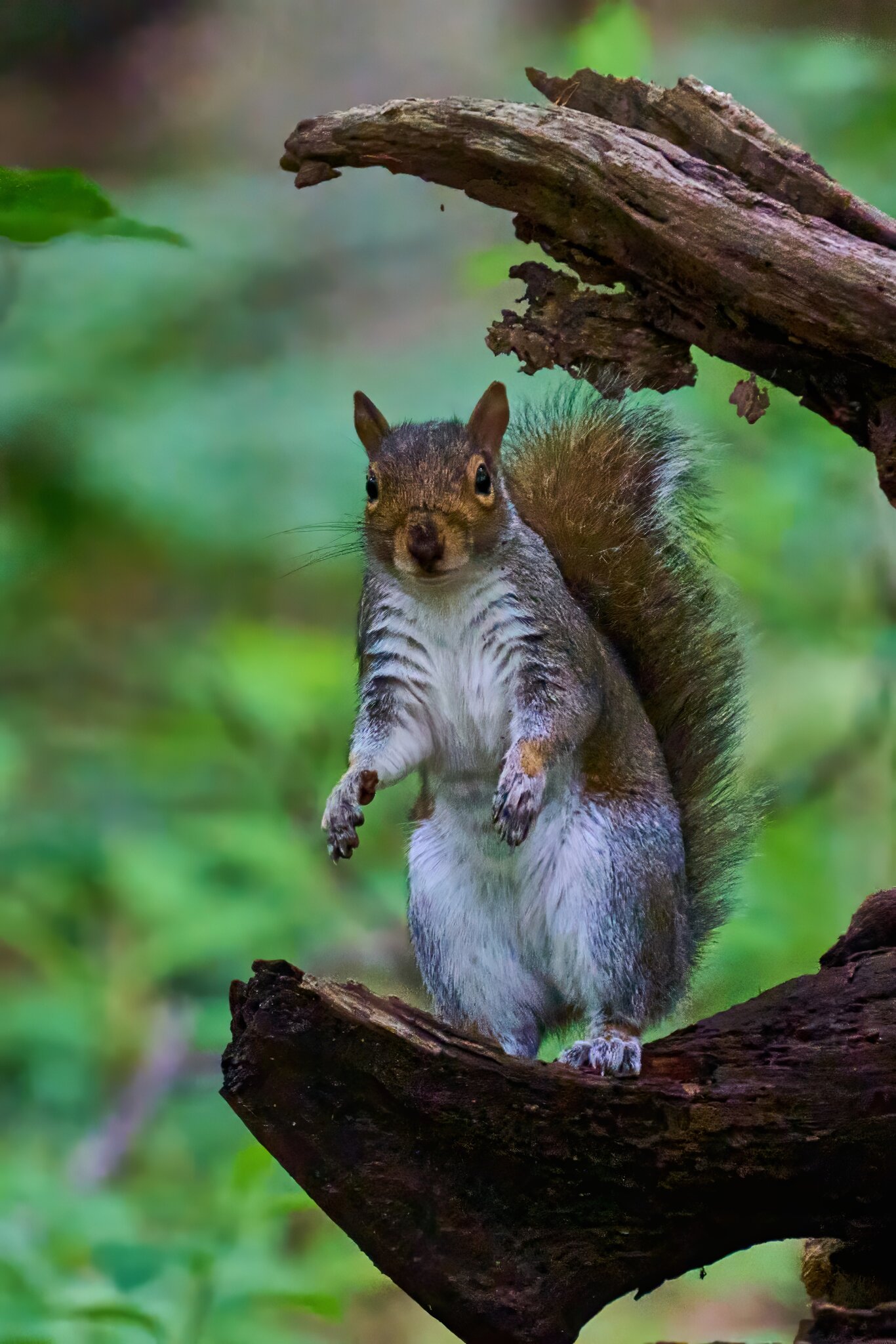 Grey Squirrel - BCSP TB - 05112024 - 03- DN.jpg