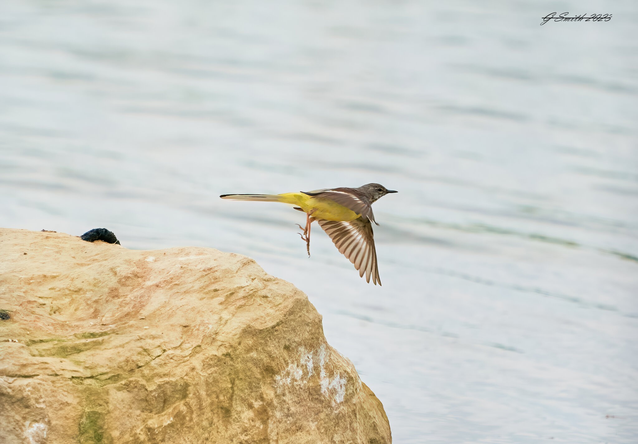 grey wagtail 2023 1 (2).jpg