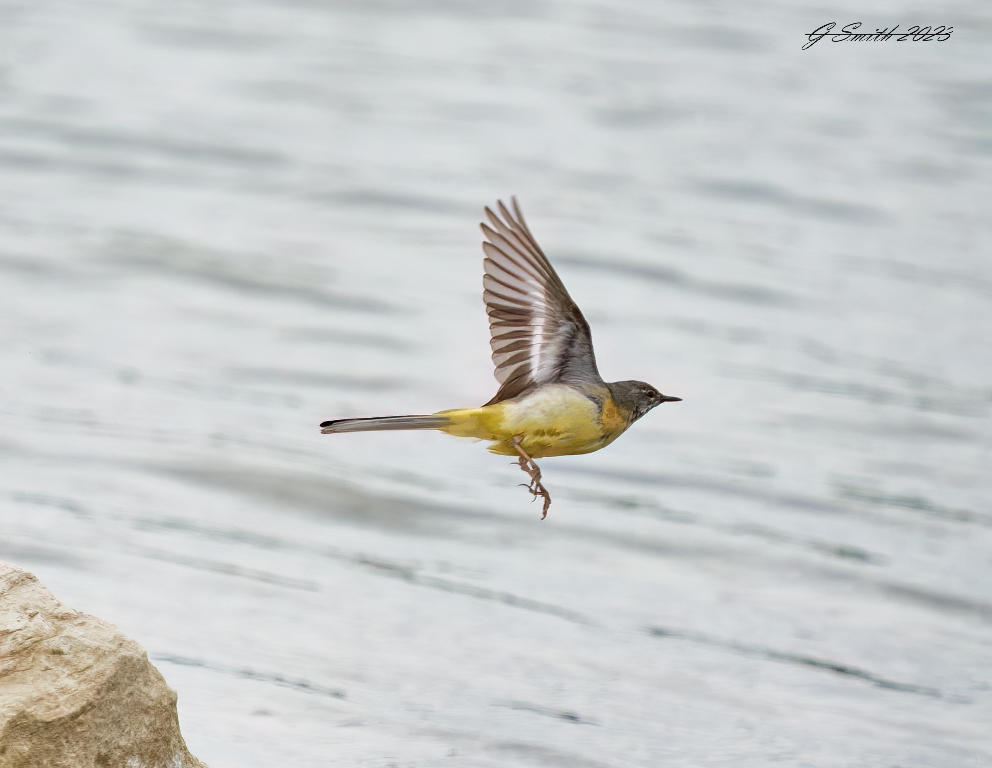 grey wagtail 2023 4.jpg