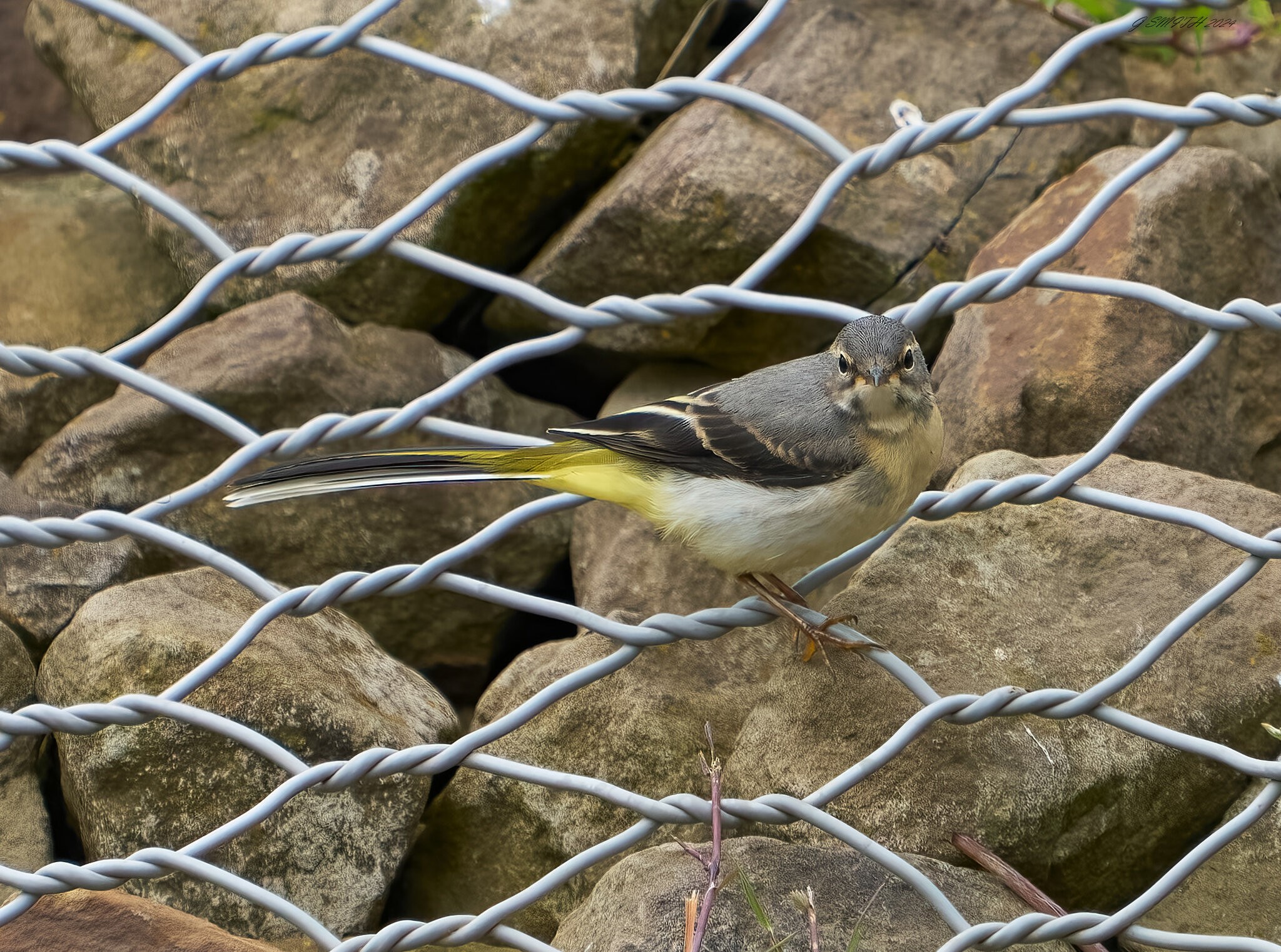 grey wagtail 2024 1.jpg