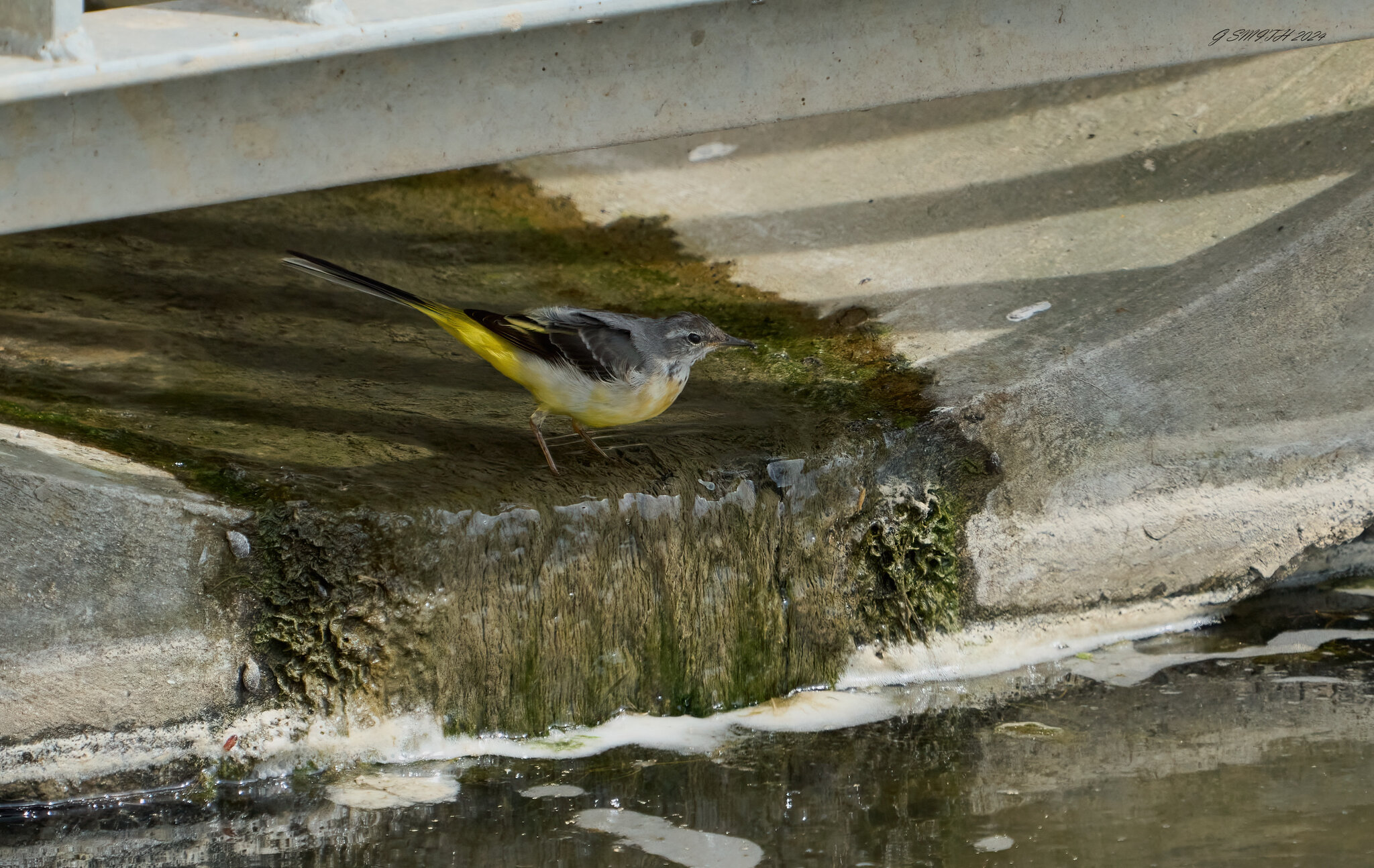 grey wagtail 2024 9.jpg