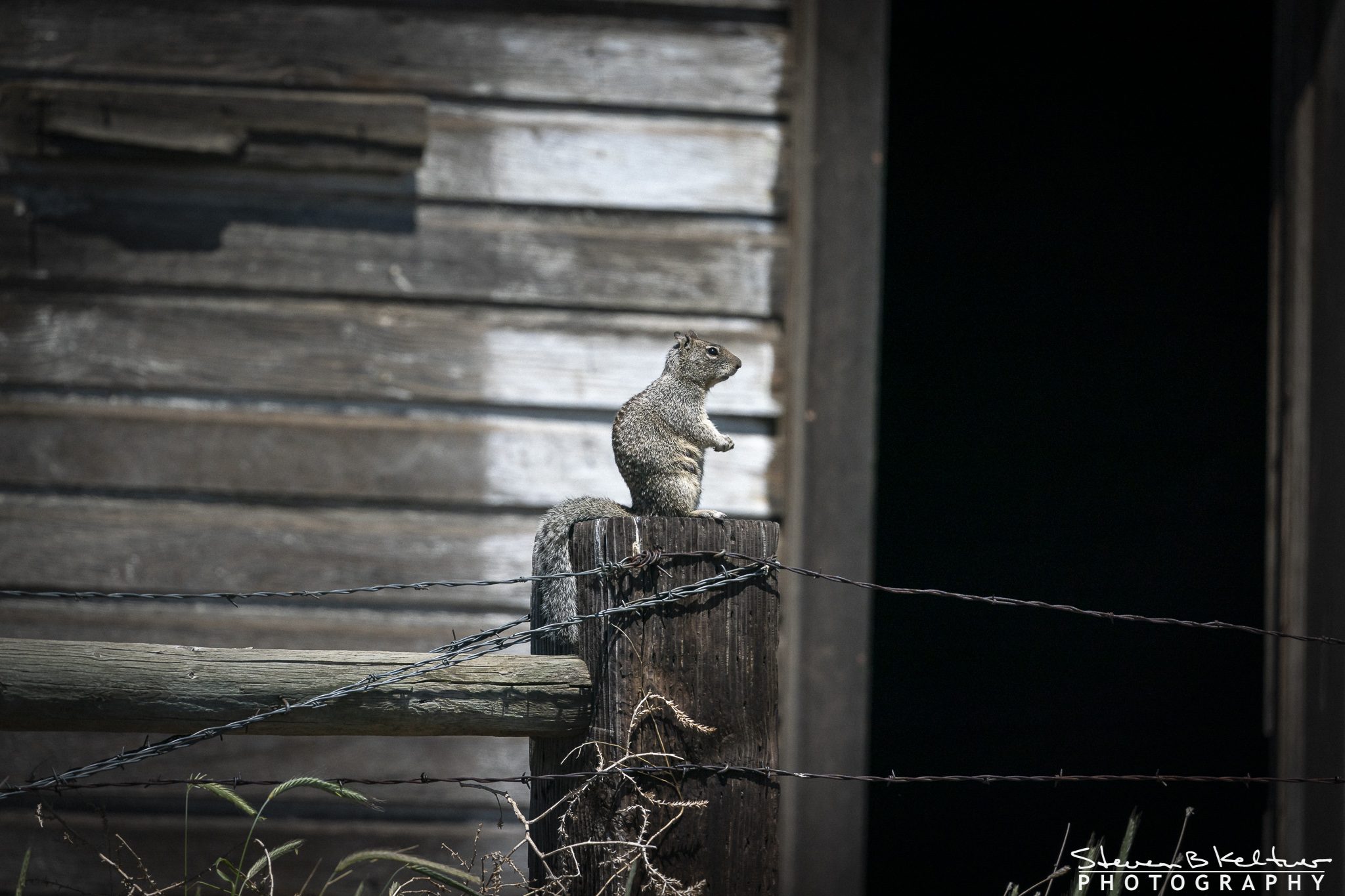 GreySquirrelGoodnoe051520N-4113.jpg