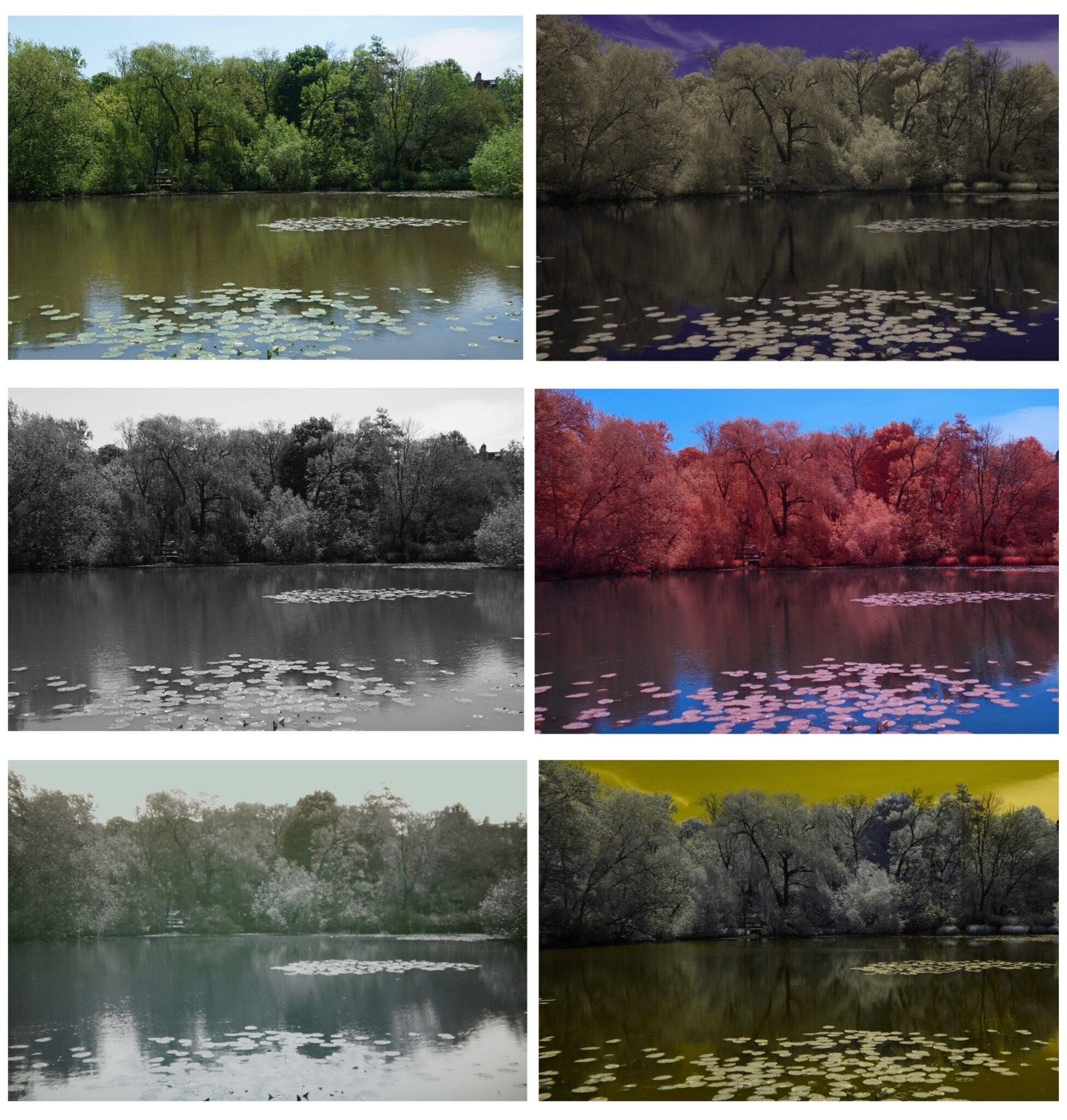 Hall's Pond Sanctuary Multispectral 1 - 14 May 2024