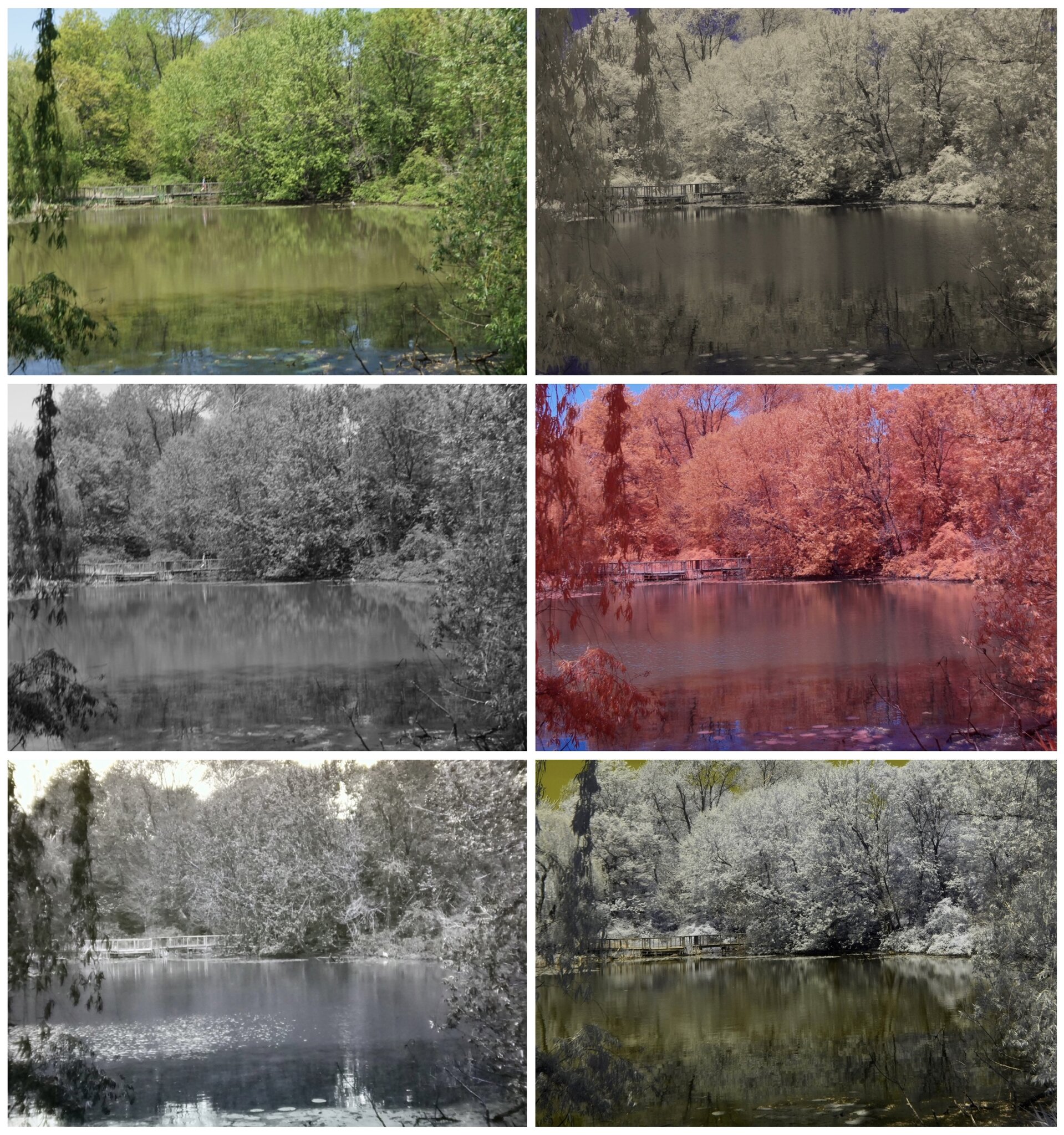 Hall's Pond Sanctuary Multispectral 3 - 14 May 2024