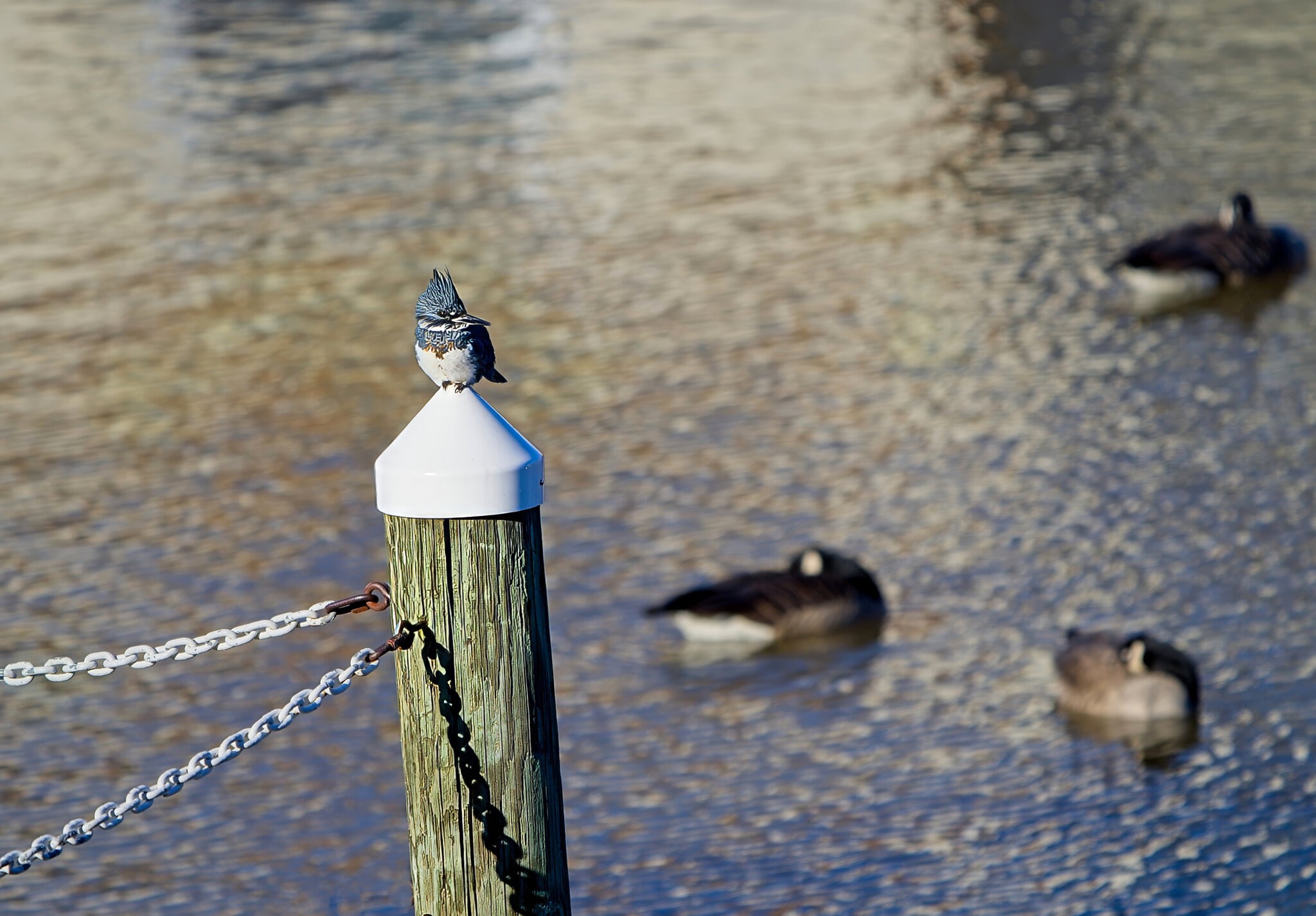 Hanging Out at the Pier.jpeg