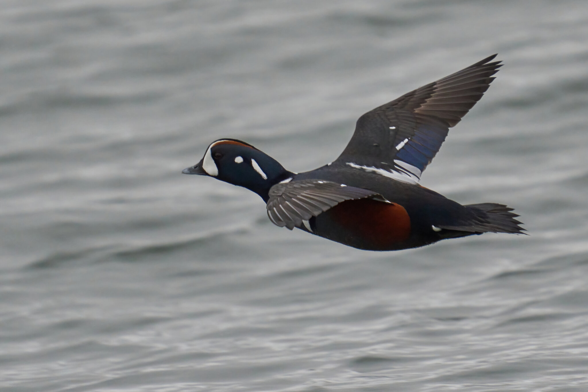 Harlequin Duck - Barnegat Lighthouse - 01062023 - 13-DN.jpg