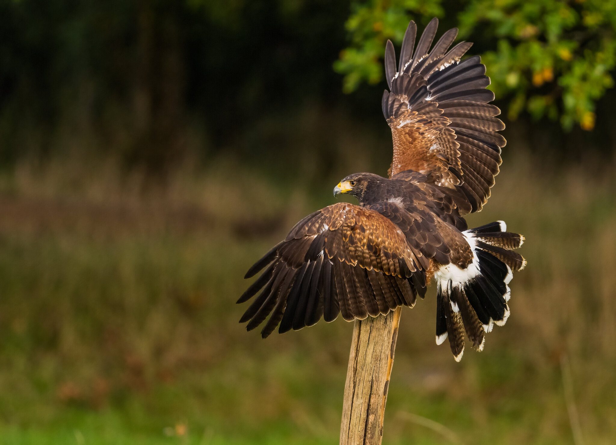 Harris Hawk.jpg