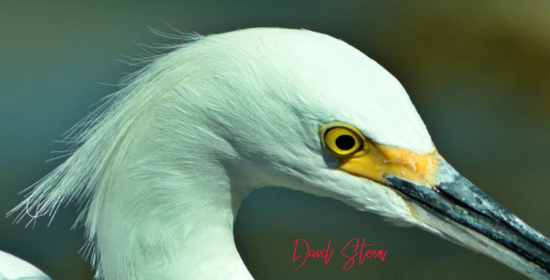 Head Shot, Egret. A7R3, 100-400GM @ 100mm, f8, 1/800