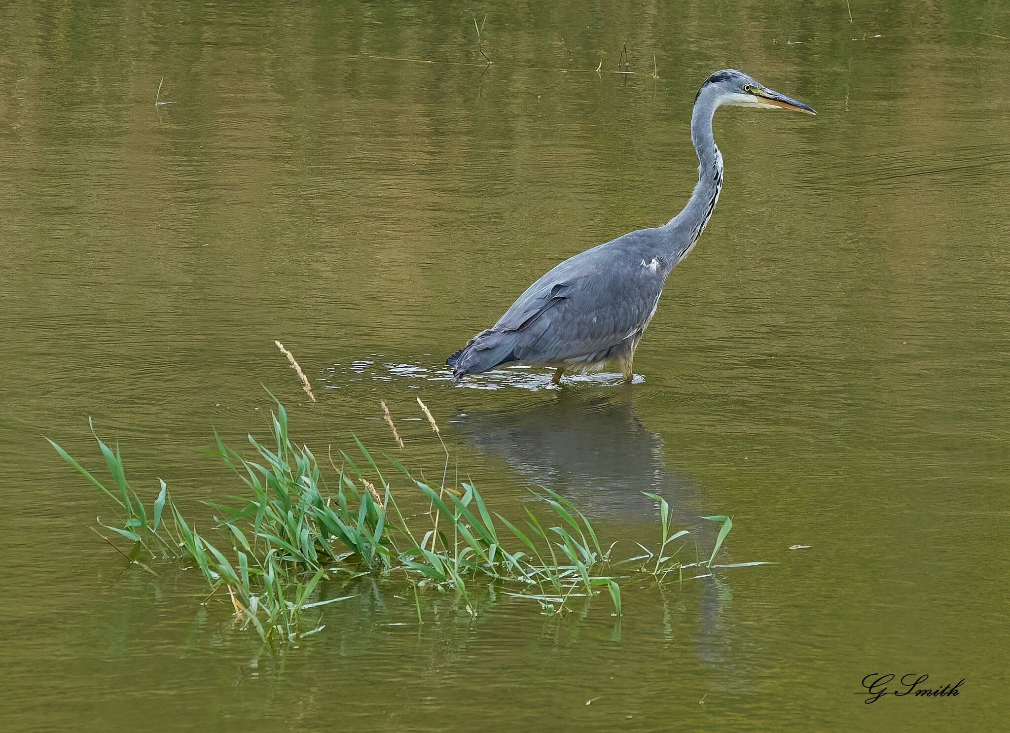 heron  2020 4.jpg