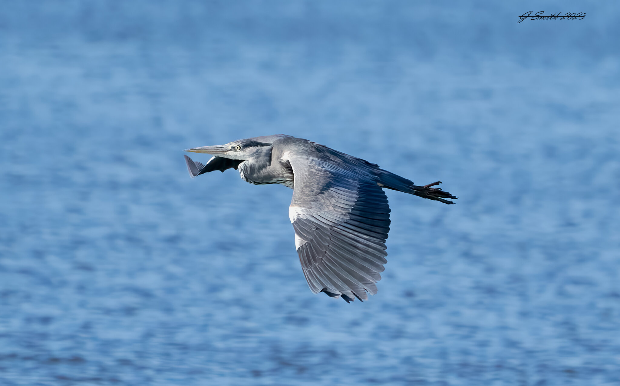 heron 2023 16.jpg