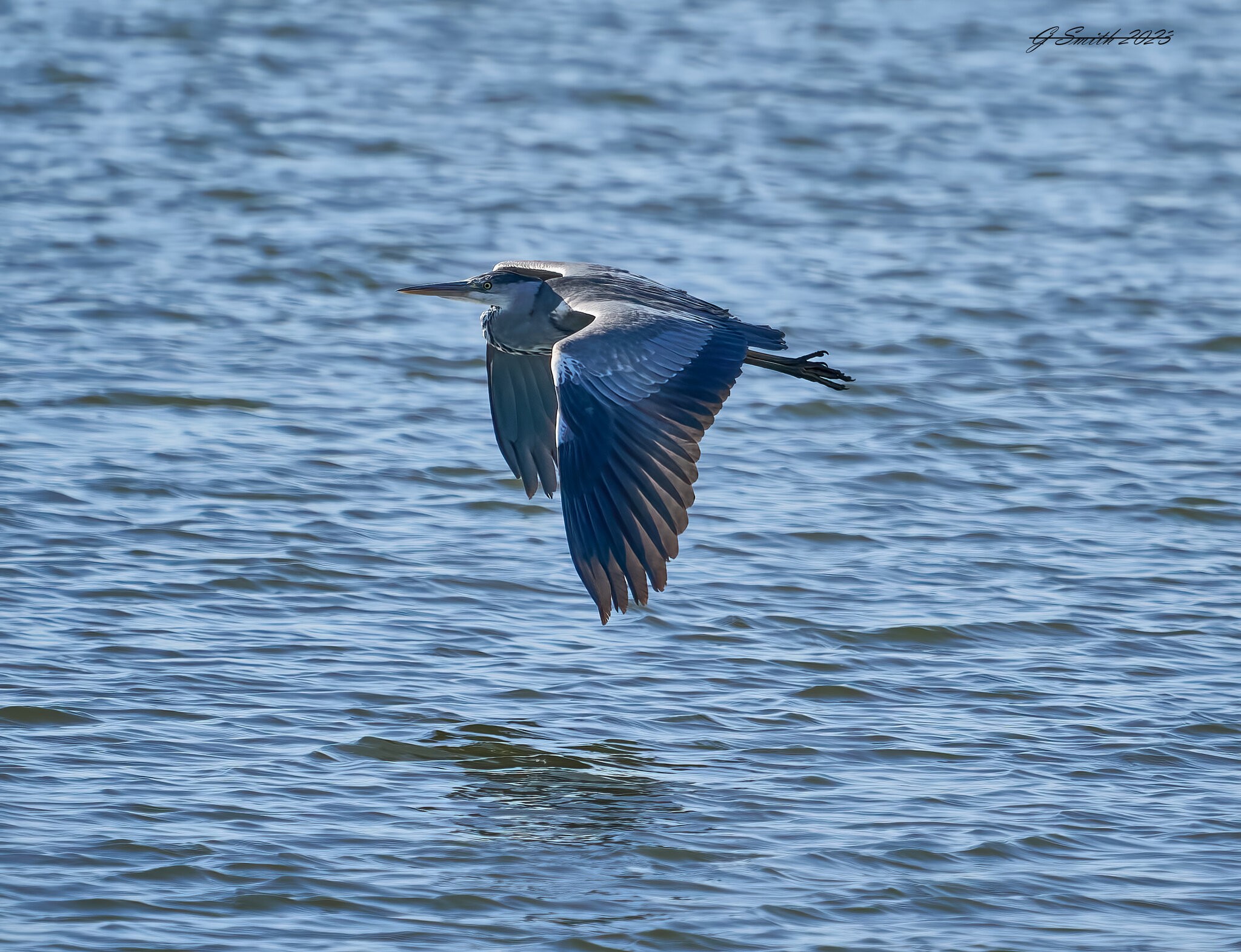 heron 2023 19.jpg