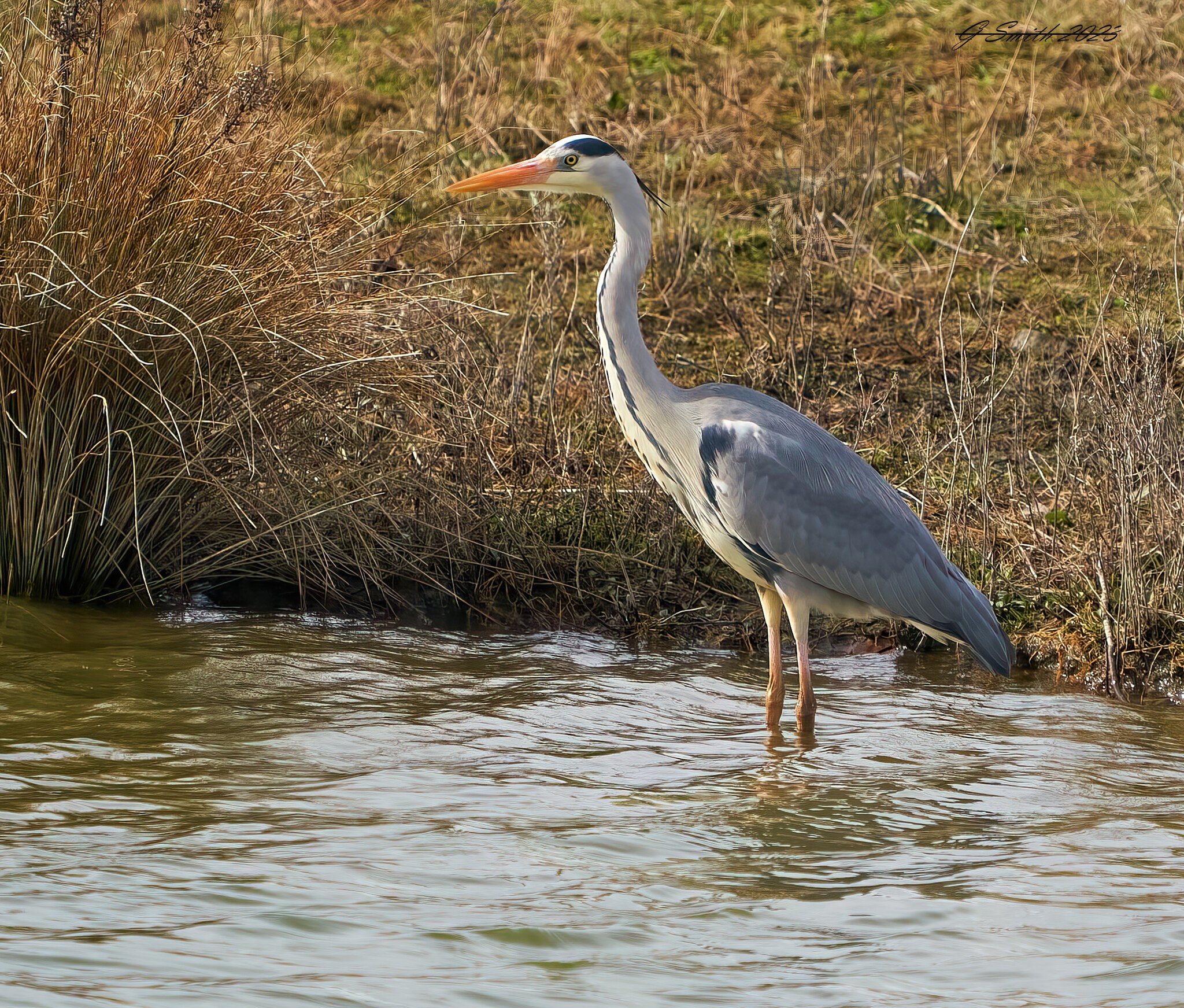 heron 2023 27.jpg