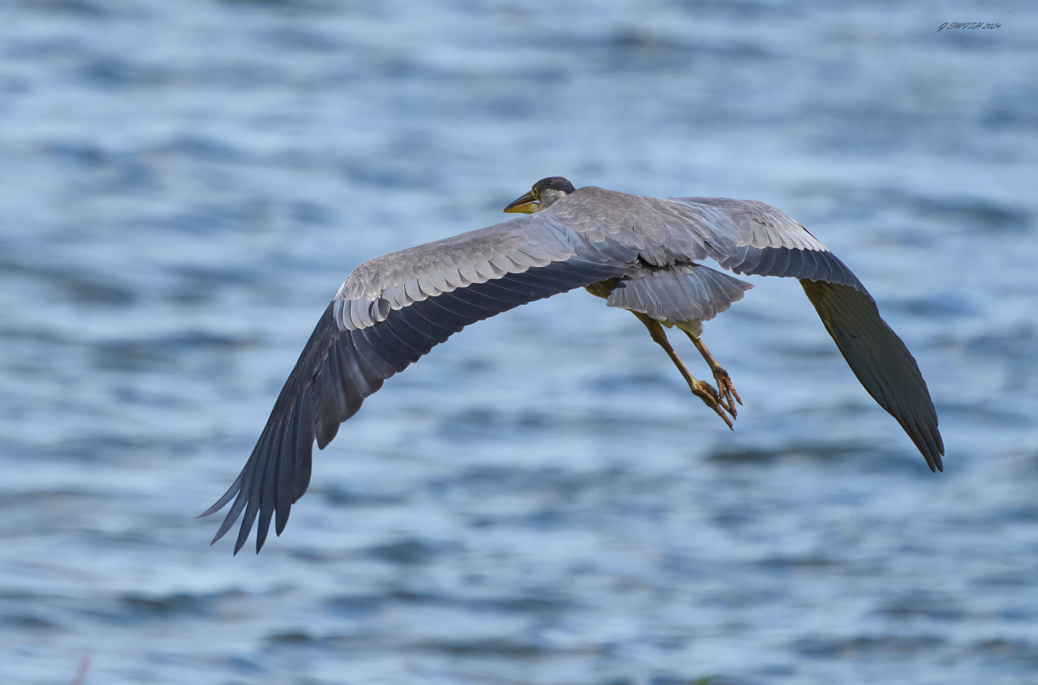 heron 2024 10.jpg