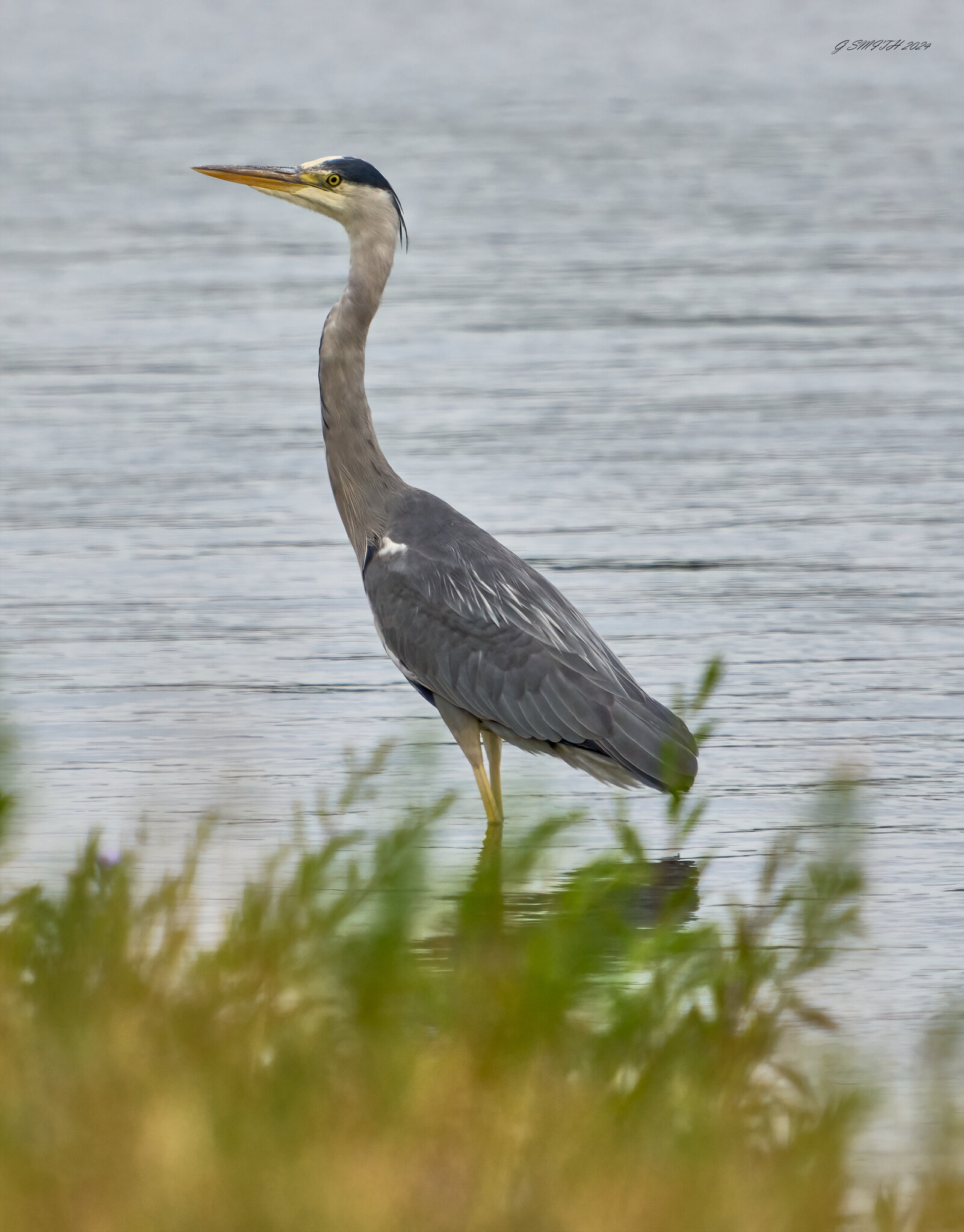 heron 2024 13.jpg