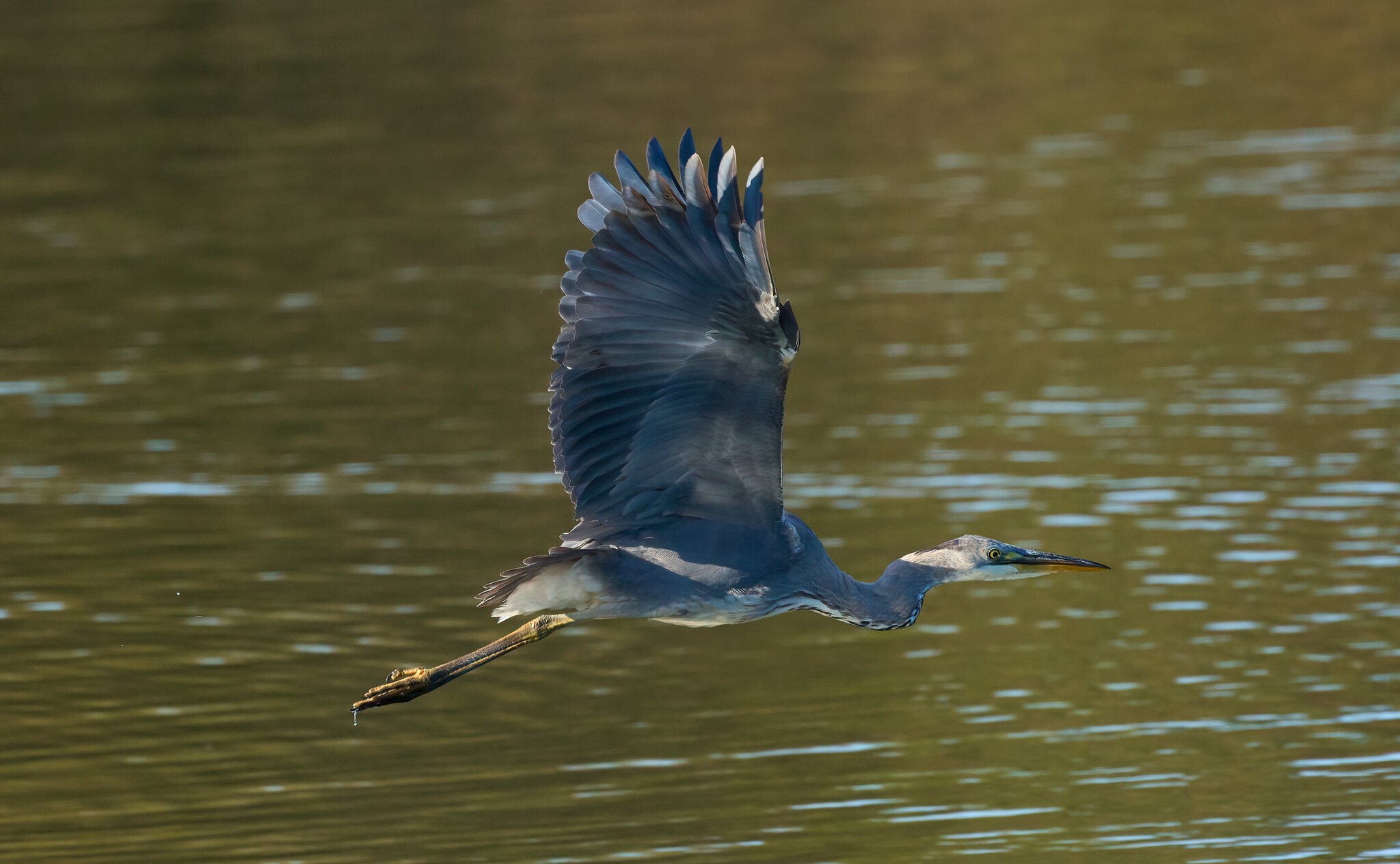 heron 2024 27.jpg