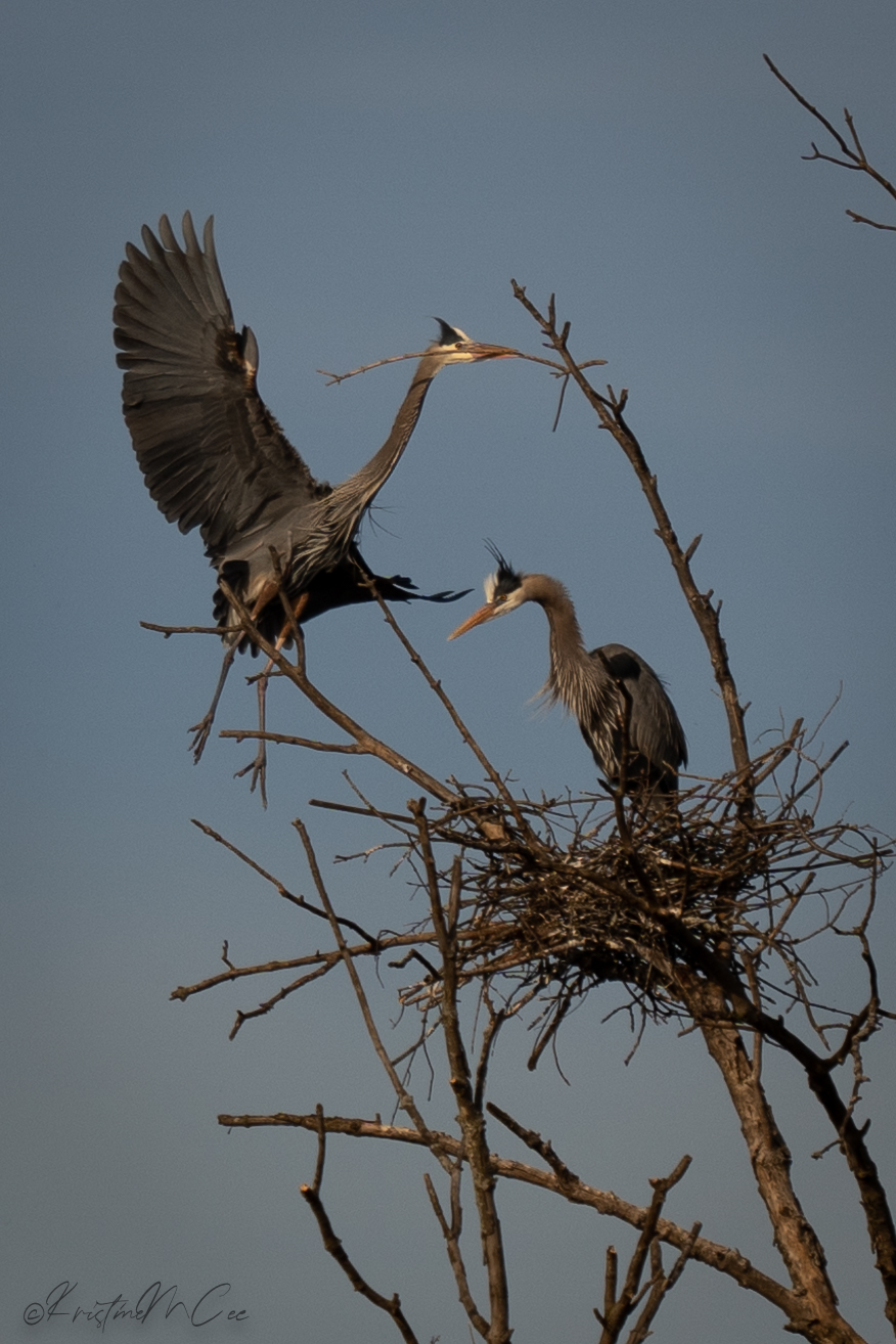 Heron arriving at nest