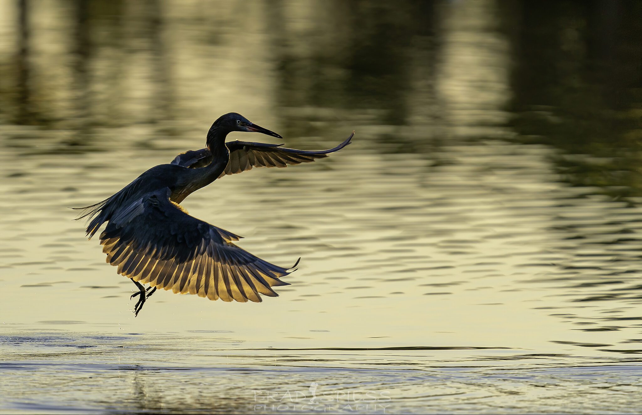 heron at sunrise wings out 2-.jpg