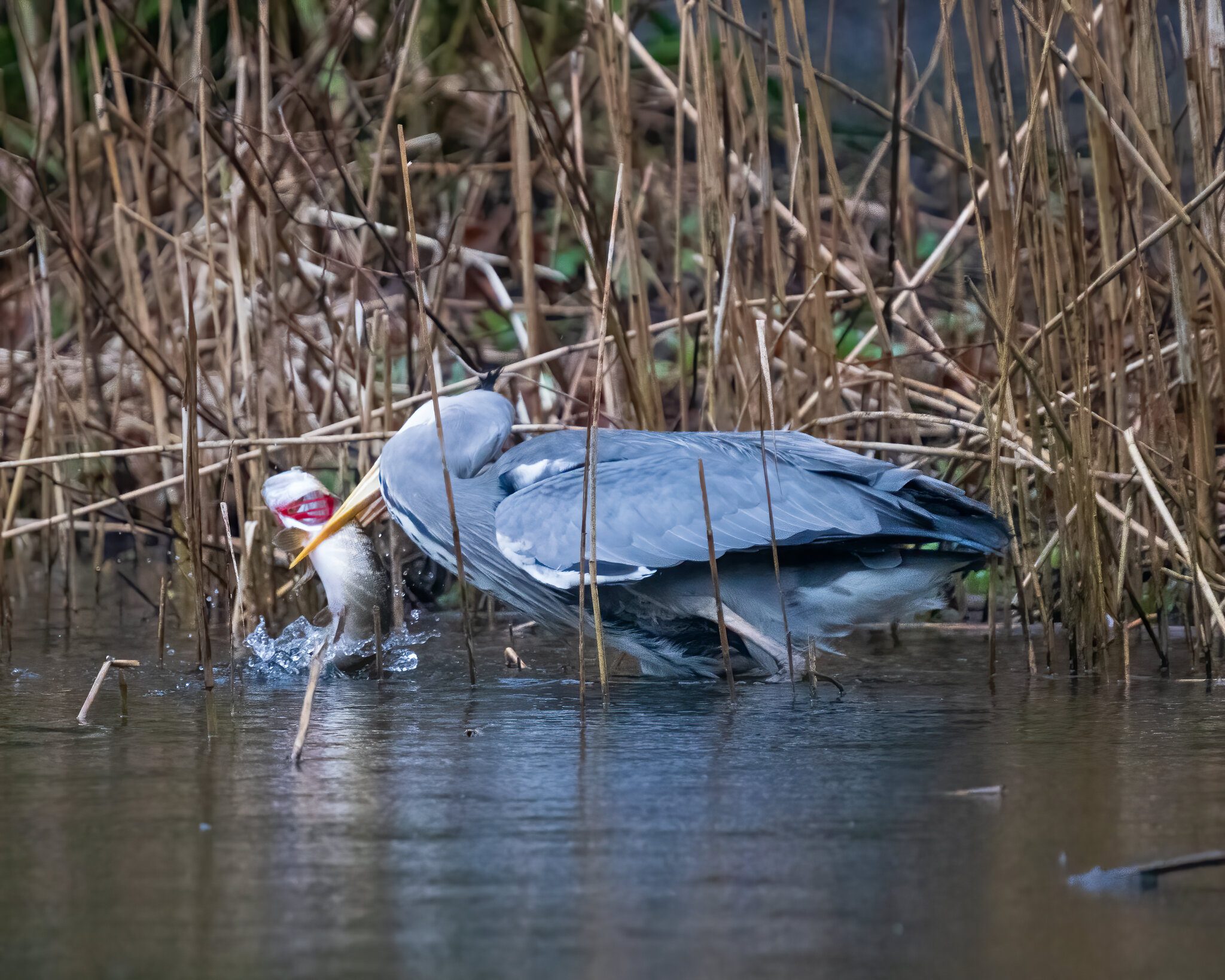 Heron-vs-Pike-1.jpg