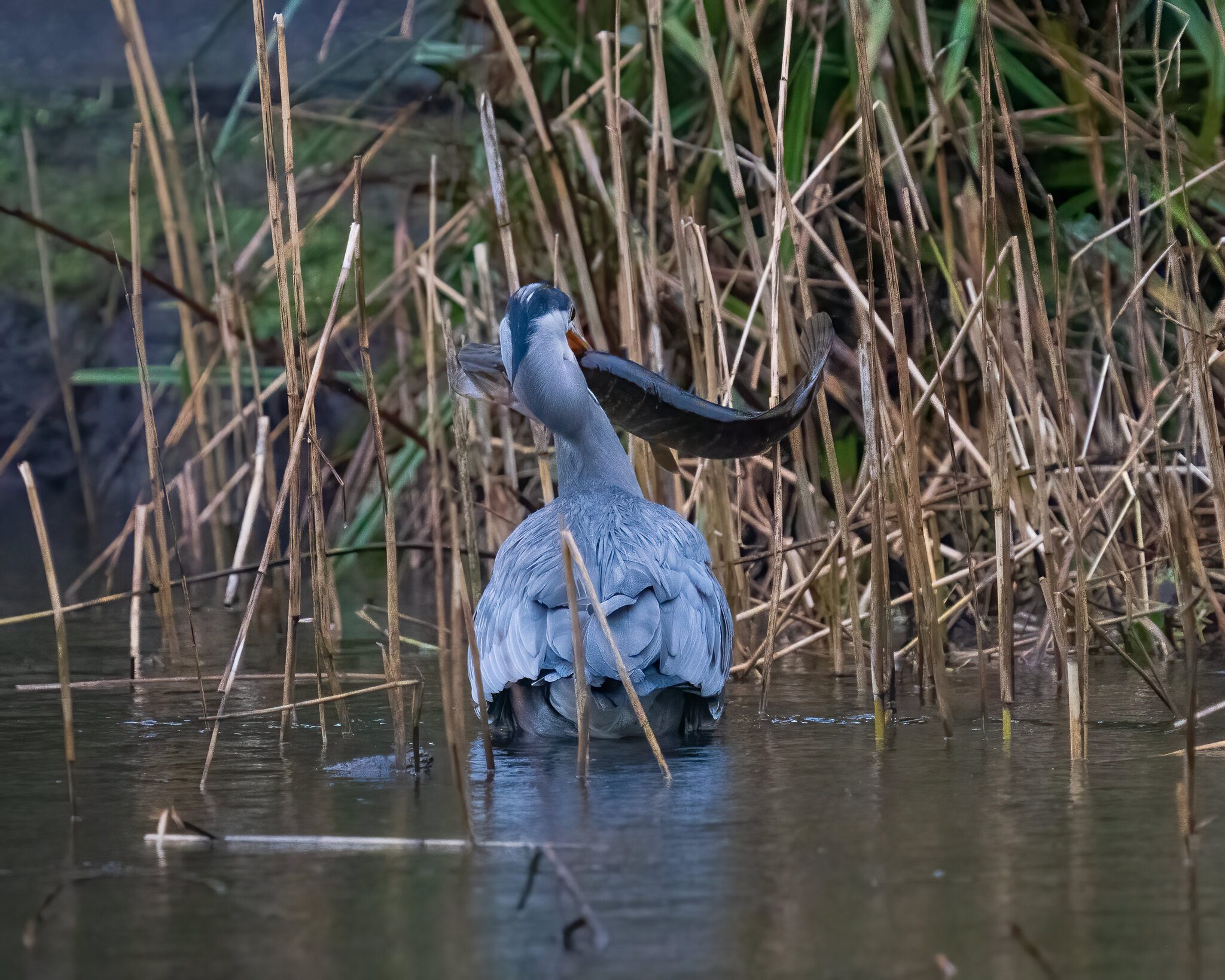 Heron-vs-Pike-5.jpg