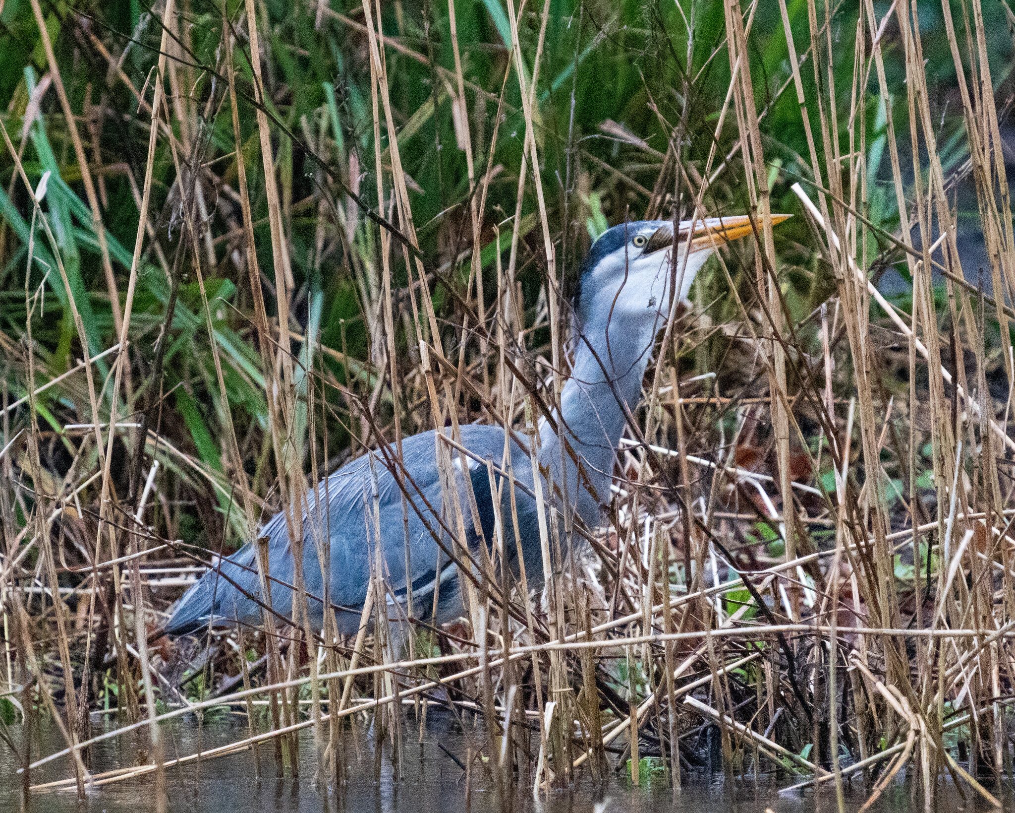 Heron-vs-Pike-8.jpg