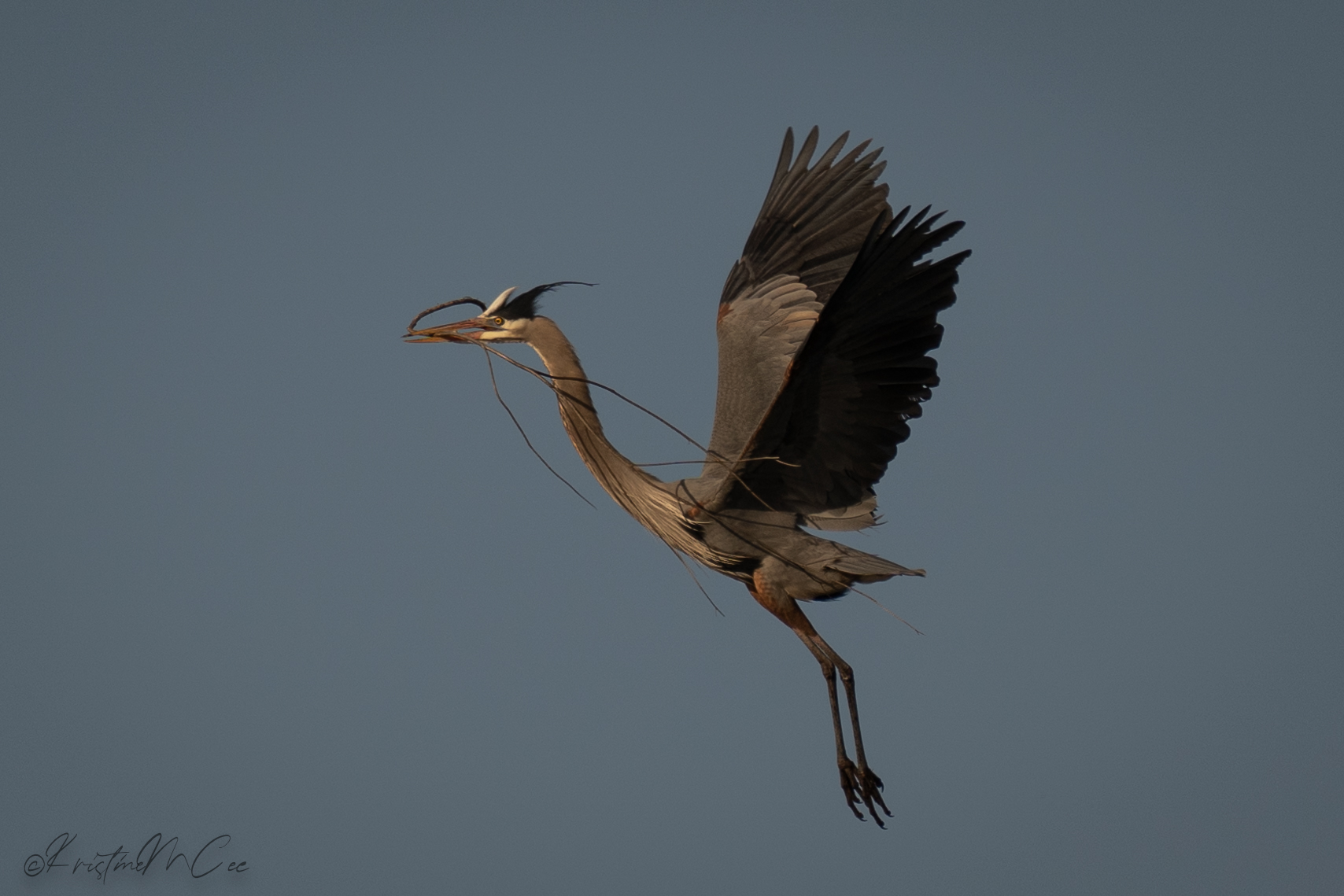 Heron with more nesting material