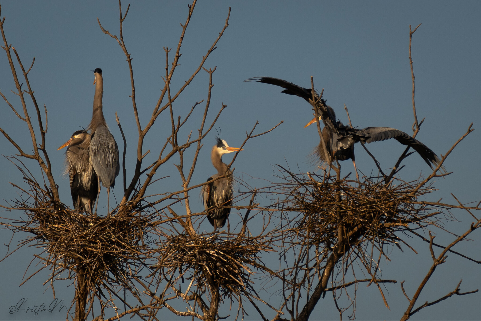 Herons